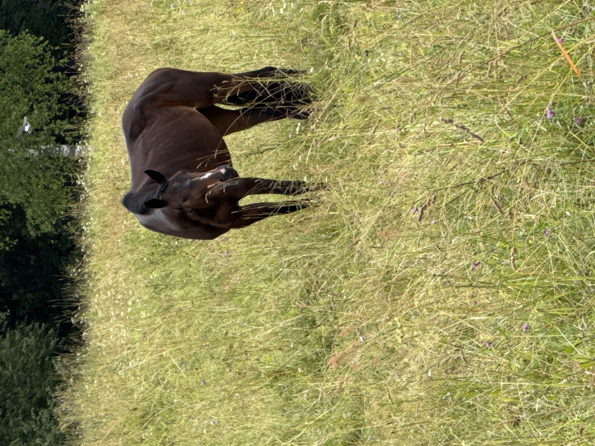 A brown horse stands in a field of tall, dry grass with scattered purple wildflowers. The horse is facing to the left, with its head slightly lowered. In the background, a dense line of trees forms the horizon. Above the trees, a single white bird is visible in the sky. The location is Galinė, Lithuania.