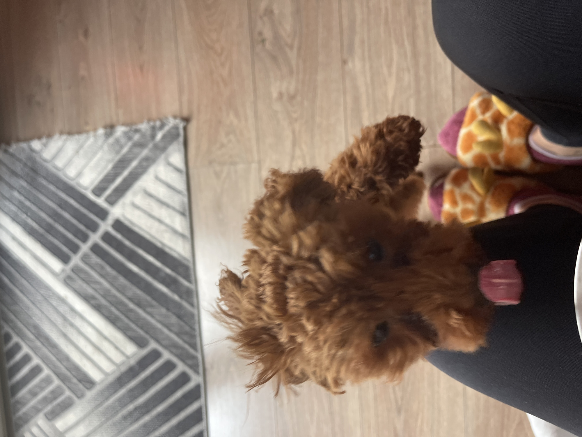 The image shows a brown poodle sitting near the legs of a person wearing black leggings and giraffe-print slippers. The background includes a section of a gray and white patterned rug and light-colored wooden flooring. There is no information in the image that identifies the location in Sofia, Bulgaria, or any specific details about actions, interactions, or additional environmental information.