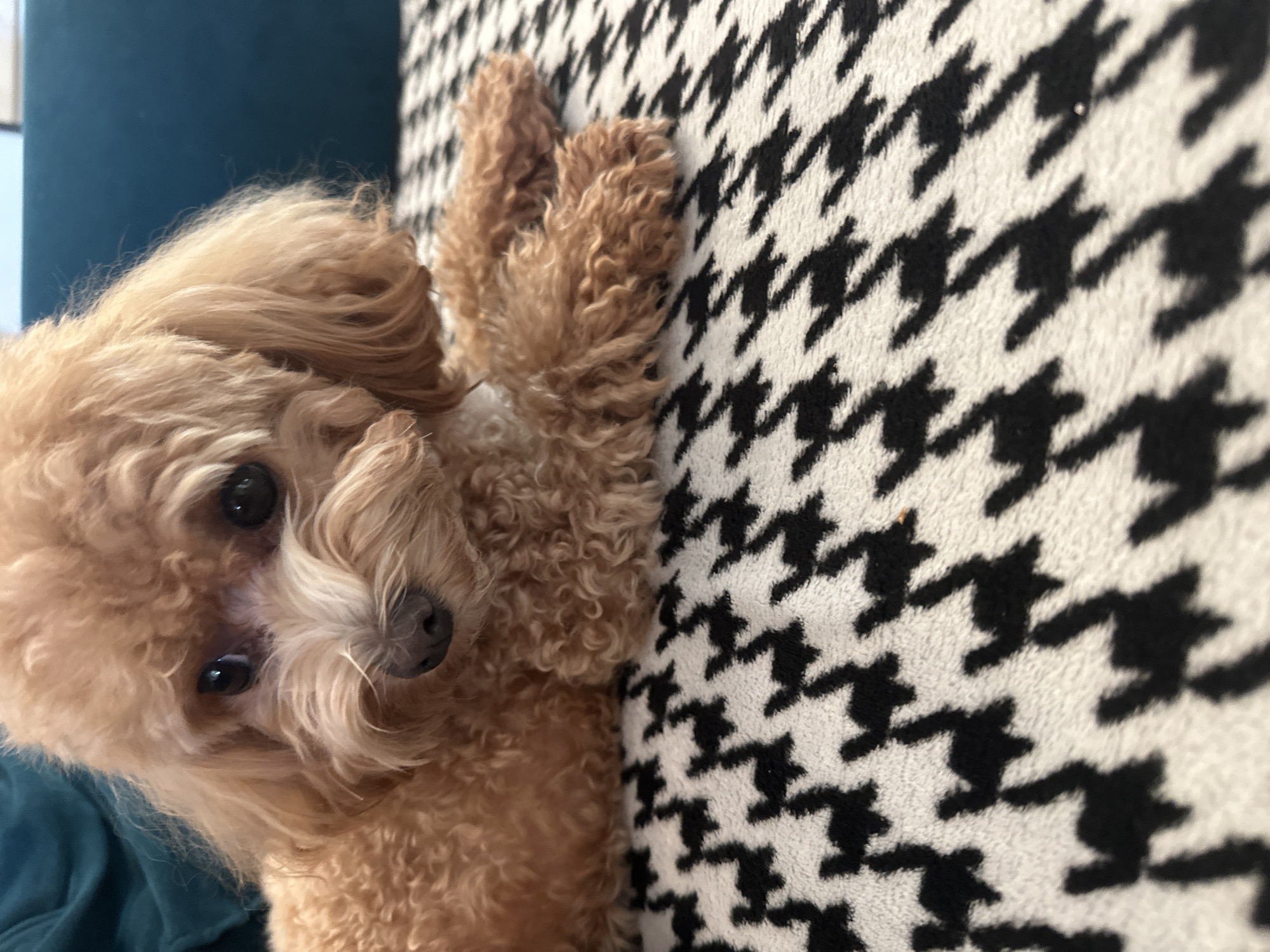 A light brown poodle lies on a black and white houndstooth patterned blanket. The dog is facing the camera, with its left side closer to the viewer. Its eyes are dark and appear to be looking down, and its nose is dark. The dog's fur is curly and fluffy. Part of the dog's body is in focus, while the rest of its fur is slightly blurred. The blanket has a repeating pattern of small black shapes on a white background. The blanket is positioned diagonally across the frame, with the dog lying on it. The background behind the dog is a dark blue color. The lighting in the image is soft and natural, suggesting it was taken indoors during the daytime. There is no visible text in the image. The overall mood of the image is relaxed and peaceful, with the dog appearing to be comfortable and at ease. The specific location of Minsk, Belarus is not visually identifiable from the image itself.