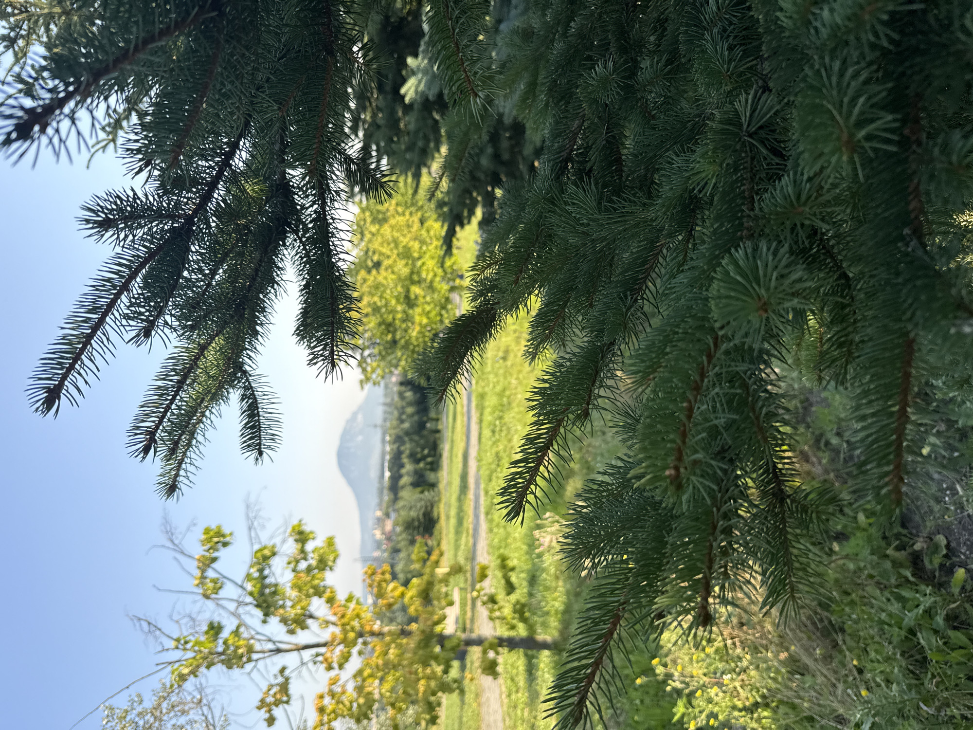 This is a photograph of a natural scene, likely in an outdoor park or natural area, with a clear blue sky. In the foreground, a close-up view of dark green pine needles and branches dominates the right side of the frame. The pine tree's foliage is sharp and detailed, suggesting it is the closest subject.
Beyond the pine tree, the background reveals a landscape with grassy areas and trees. To the left, a tree with yellowing leaves stands out, hinting at an autumn season or a tree species with seasonal color changes. In the far distance, a distinct mountain peak is visible, under a hazy sky. The overall impression is a natural landscape, possibly a park with a view of distant mountains, situated under a bright, clear sky. The image's focus is on the foreground pine tree, with the background elements progressively becoming less distinct due to depth of field. The scene is devoid of any human presence or activity.