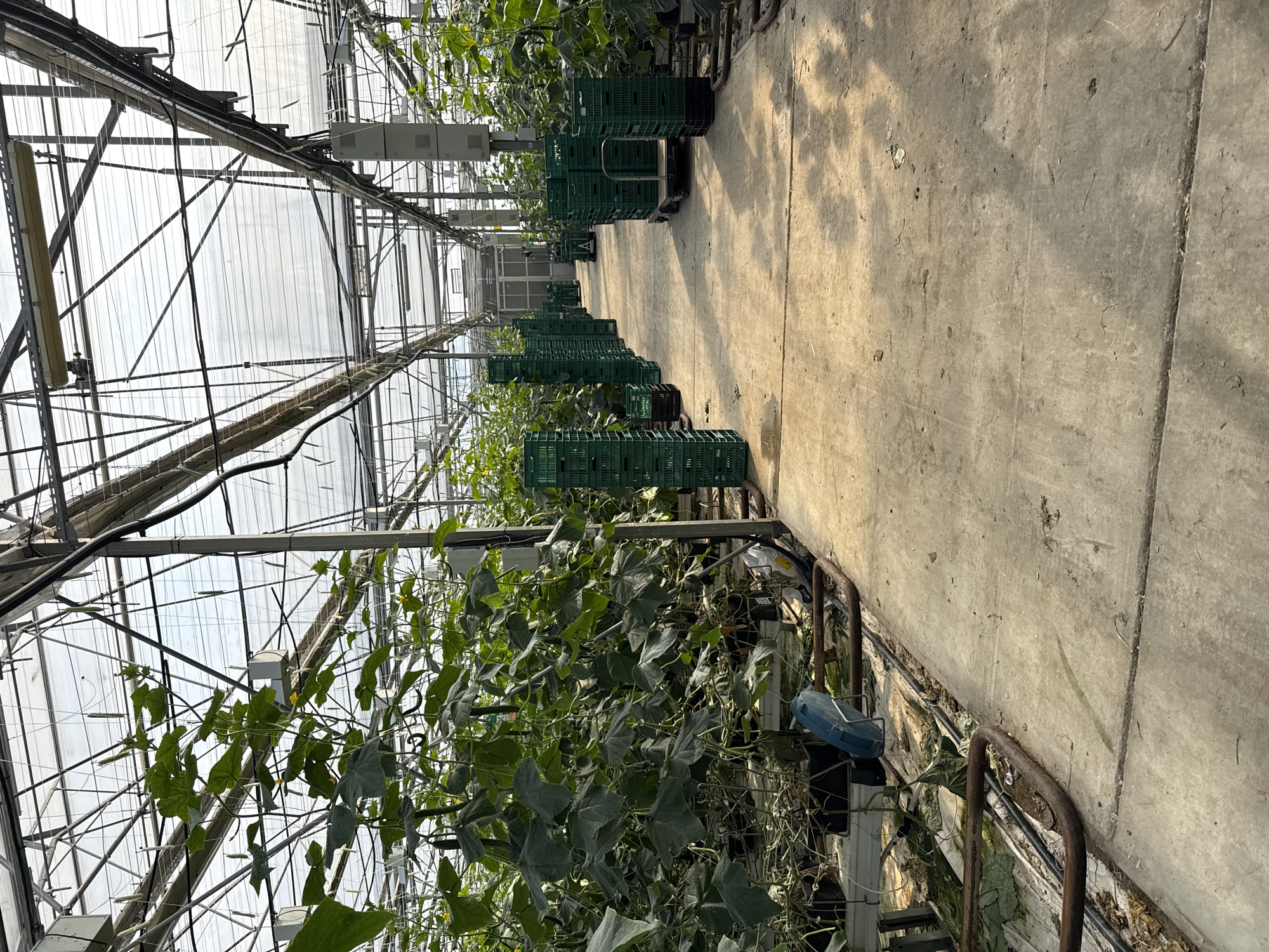 This media file captures the interior of a large commercial greenhouse, likely used for crop cultivation, located in Stara Zagora, Bulgaria. The scene features rows of lush green leafy plants, possibly a climbing vine variety like cucumbers, growing vigorously and supported by an overhead trellis system. Small yellow flowers and developing fruits are visible among the foliage, indicating active growth.
A wide, light-colored concrete pathway extends down the center of the greenhouse, illuminated by bright, diffused natural light filtering through the translucent roof panels. Shadows are cast on the pathway, suggesting it is daytime. Along this pathway, numerous dark green plastic crates are stacked, with some positioned on small trolleys or carts, implying their use in harvesting, storage, or transport of produce.
The greenhouse structure itself is prominent, with a complex network of metal framing, pipes, and wires visible overhead, along with various white control boxes or lighting fixtures integrated into the infrastructure. Rusty metal rails and other support elements are visible along the edge of the planted areas. No people are present in the image, but the arrangement of plants, crates, and equipment clearly indicates an active agricultural operation. There is no visible text in the image.