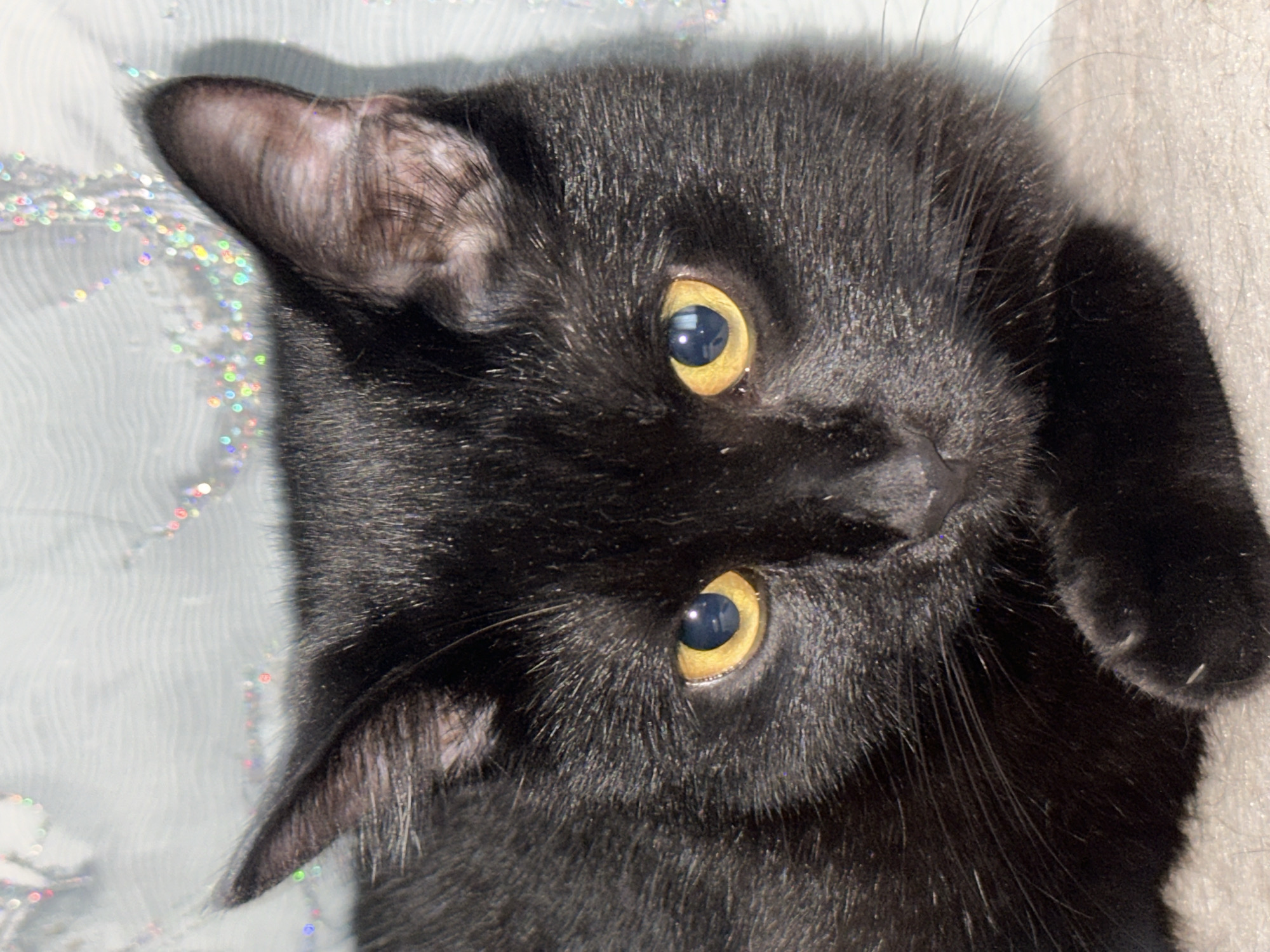 A close-up, eye-level portrait of a black cat with bright yellow eyes is presented against a light blue, slightly blurry background decorated with iridescent, colorful glitter-like flecks. The cat's fur is dark and appears soft, with visible whiskers extending from its snout. Its ears are pointed and perked, suggesting alertness. The cat is lying down, with its paw visible in the lower right portion of the frame. The overall lighting is bright, casting subtle shadows on the cat's face and highlighting the texture of its fur and the sheen of its eyes. The image does not contain any information about Naberezhnye Chelny, Russia, or any human presence.