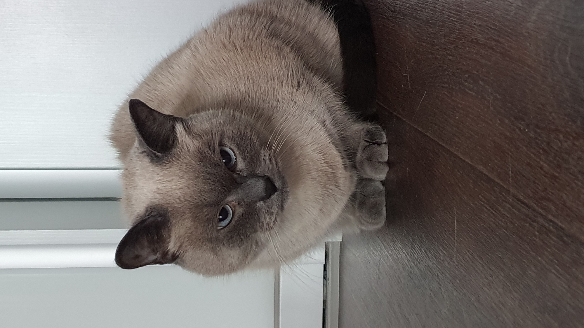 A light brown Siamese cat with dark brown points sits on a dark brown wooden floor in front of a white wall with vertical lines. The cat is facing forward, with its eyes looking at the camera. Its paws are tucked underneath its body. The background is blurred.
