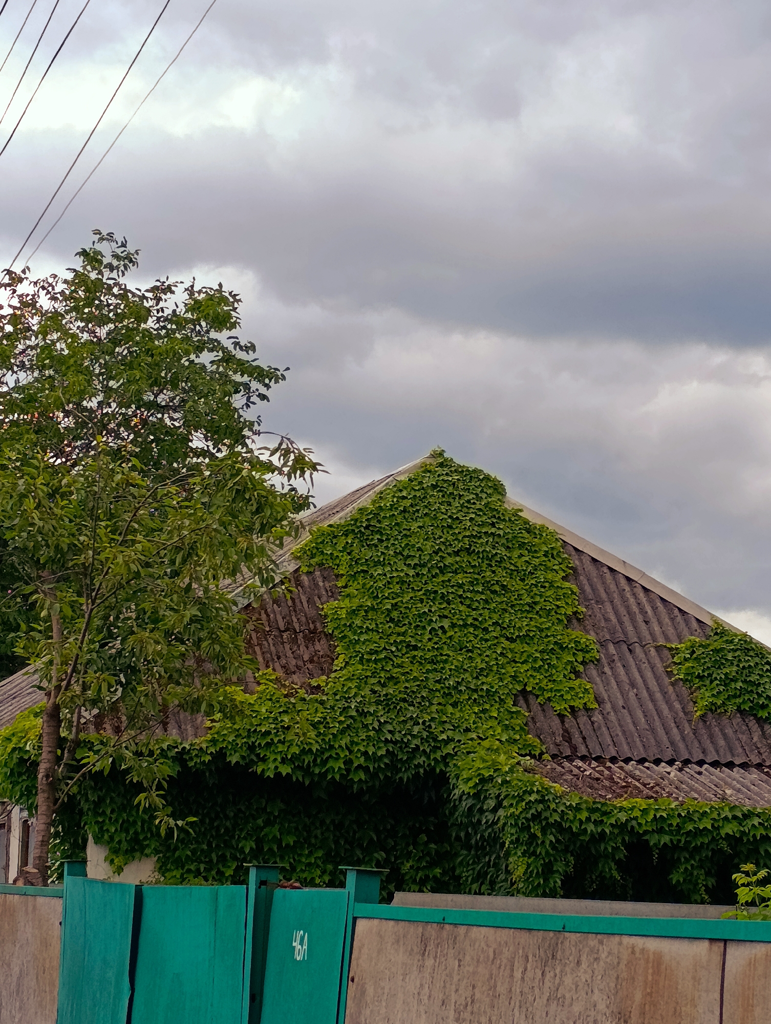 The image depicts a close-up view of the roof of a building covered in dense green ivy. The roof appears to be made of corrugated material, possibly asbestos-cement sheets, and shows signs of age and wear. A portion of a tree with green foliage is visible to the left of the building, extending towards the sky. Above the tree and the roof, a cloudy sky is present, with several dark power lines running horizontally across the frame. In the foreground, a portion of a light-colored concrete fence and a teal-colored metal fence are visible, with the number "46A" spray-painted in white on one of the teal fence panels. This scene is located in Brovary, Ukraine.