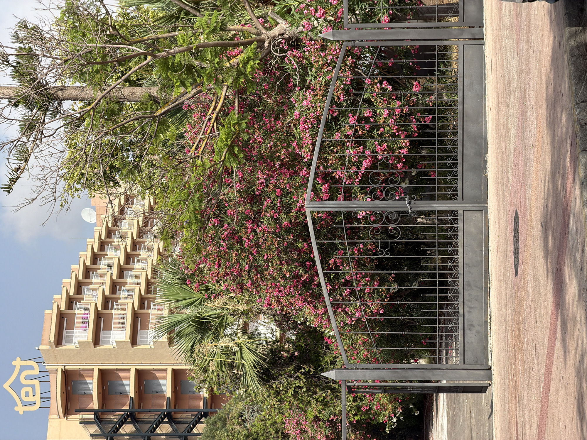 The image captures a view of a hotel in Calvià, Spain, featuring a multi-story building with a distinctive "tent" logo at the top. The hotel has a staggered, terraced design with many balconies. In front of the hotel, a large metal gate stands closed, with lush green foliage and vibrant pink flowers creating a dense border. A palm tree is visible behind the gate, and a large, bare-branched tree with some green leaves stands to the right. The foreground shows a paved walkway with red and pink colored stone patterns. The sky is partly cloudy.