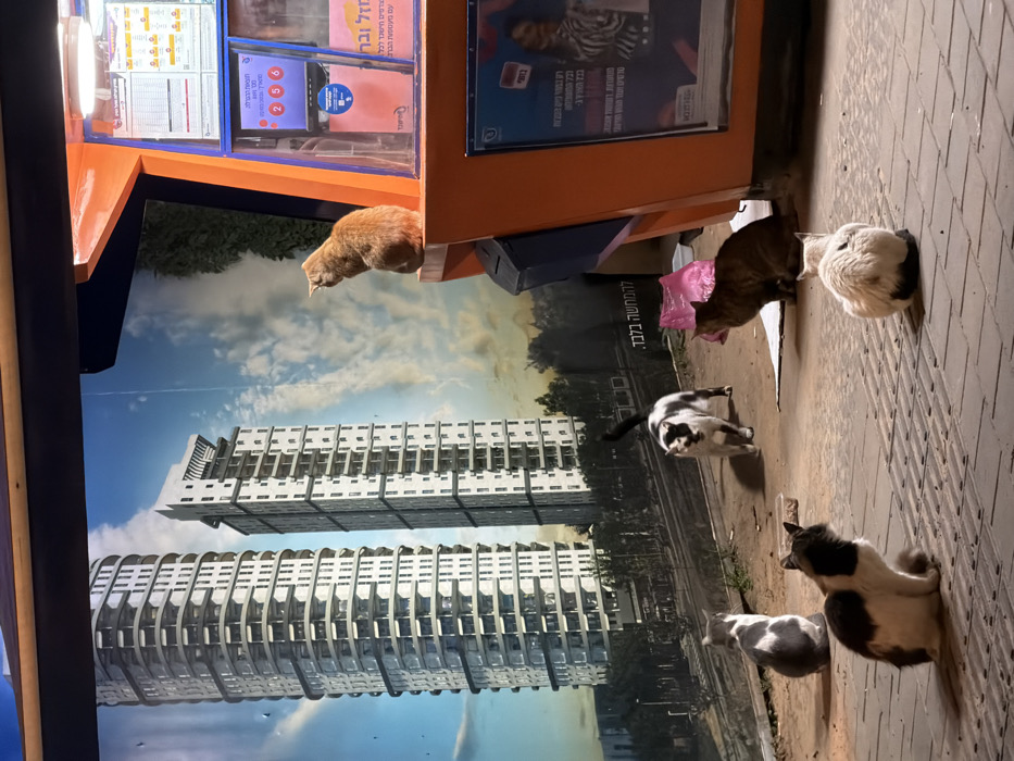 The image shows several cats in an urban setting. One ginger cat is perched on a surface above, while others roam on a brick sidewalk near a storefront or booth. The backdrop includes a cityscape with modern high-rise buildings displayed as an advertisement or backdrop. Text in Hebrew, including "להמחשה בלבד", "מזל", "ובר", and other phrases, is visible on nearby signage, suggesting the scene is in Israel. A plastic pink bag is visible near the cats on the sidewalk.