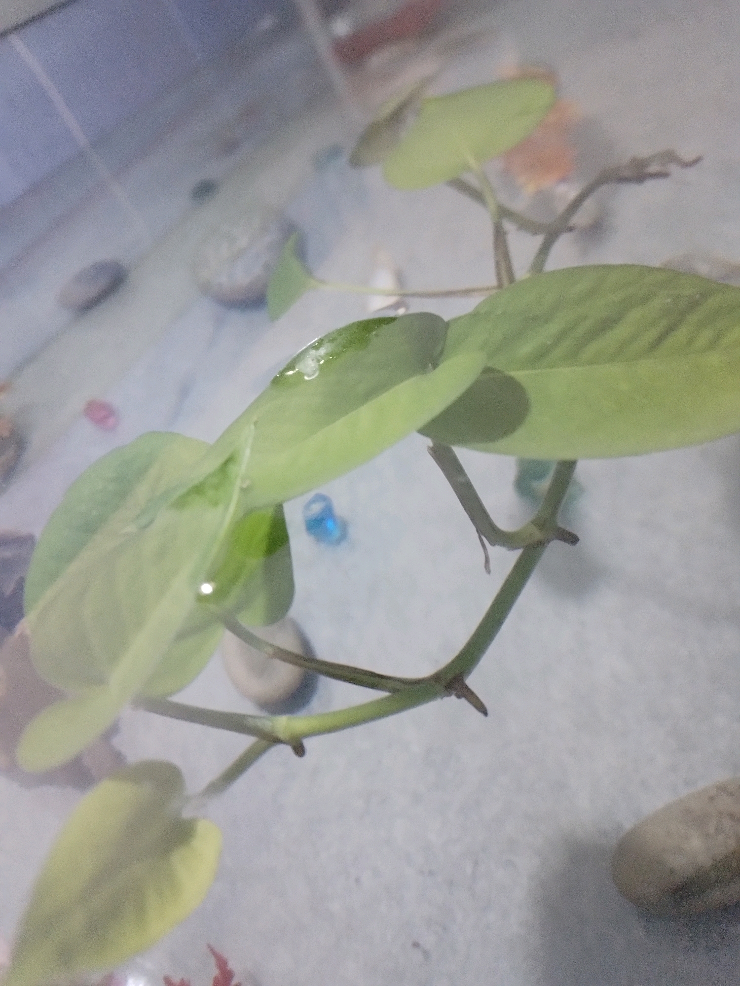The image depicts a close-up view of a plant with large, light green leaves, possibly submerged in water. The plant's stem is visible, with smaller, emerging leaves. There are several small, rounded pebbles scattered on a light-colored surface, which could be the bottom of a container or an aquarium. Some colorful beads, one blue and one pink, are also visible among the pebbles. The background is blurred but suggests an indoor environment, with faint reflections on a surface, possibly glass. No people are present in the image. The scene appears to be a still life arrangement, likely for decorative purposes. The image does not contain any information that would allow for its specific location in Chakwal, Pakistan.