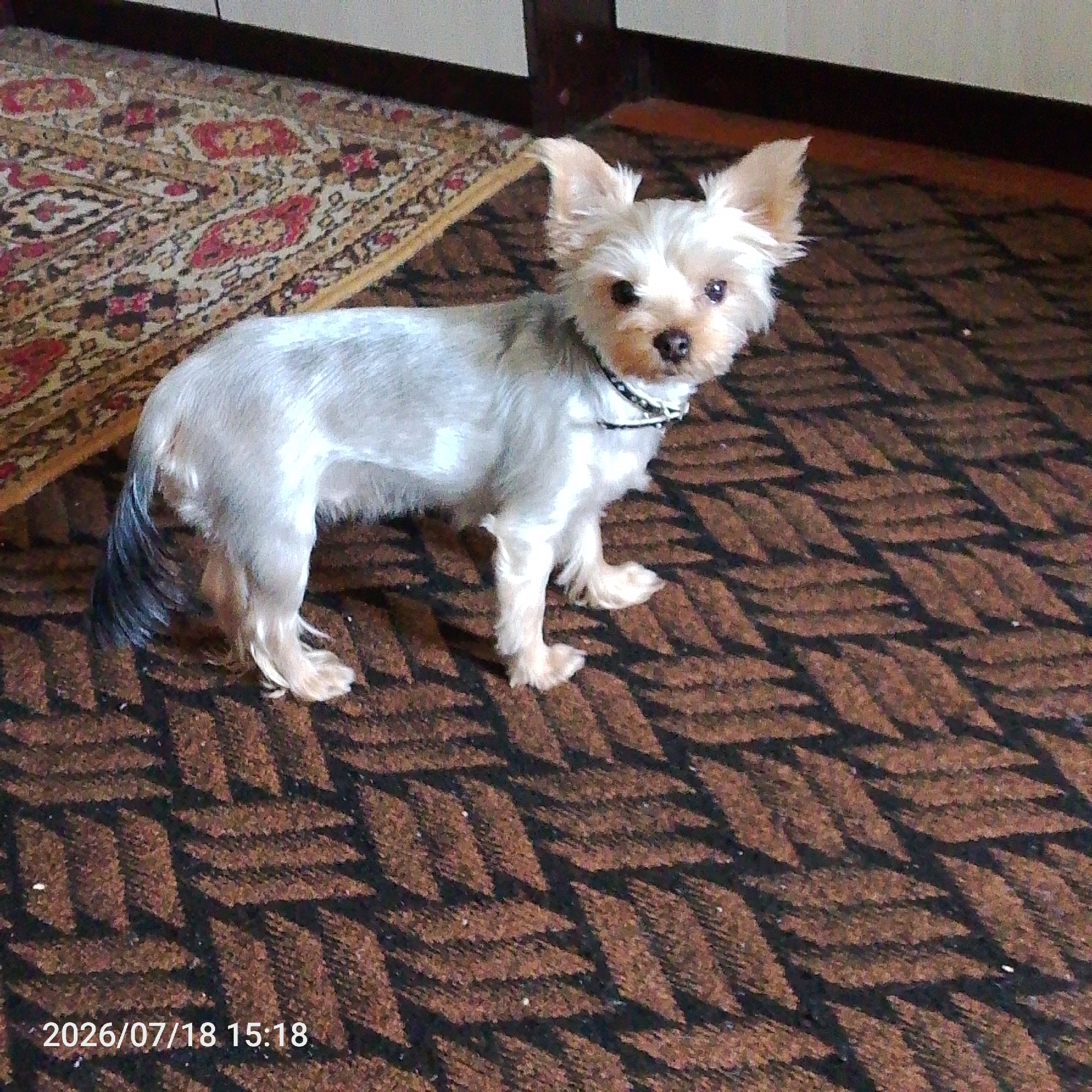 A small, light-colored dog with upright ears stands on a patterned brown carpet. The dog has a white face with dark eyes and a black nose. It is wearing a black and white patterned collar. To the left of the dog is a portion of a reddish-brown and cream patterned rug. In the background, there appears to be a dark wooden surface and a light-colored wall. The timestamp "2026/07/18 15:18" is visible in the bottom left corner of the image.