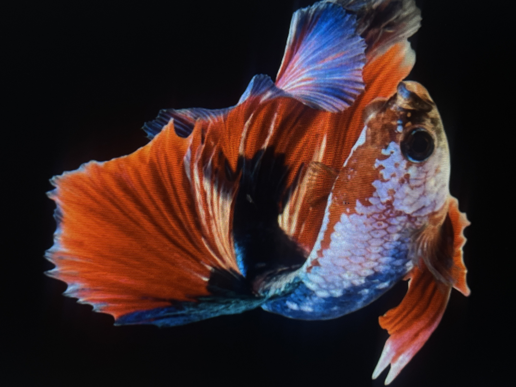 The image shows a close-up of a brightly colored betta fish, also known as a Siamese fighting fish, against a dark background. The fish has vibrant orange and red fins with blue accents, and its body is speckled with white and blue scales. The fins are large and flowing, creating a dramatic visual effect. The fish appears to be in motion, with its body curved and its fins spread. There is no indication of any specific location within the city of Casablanca, Morocco, or any other environmental context.