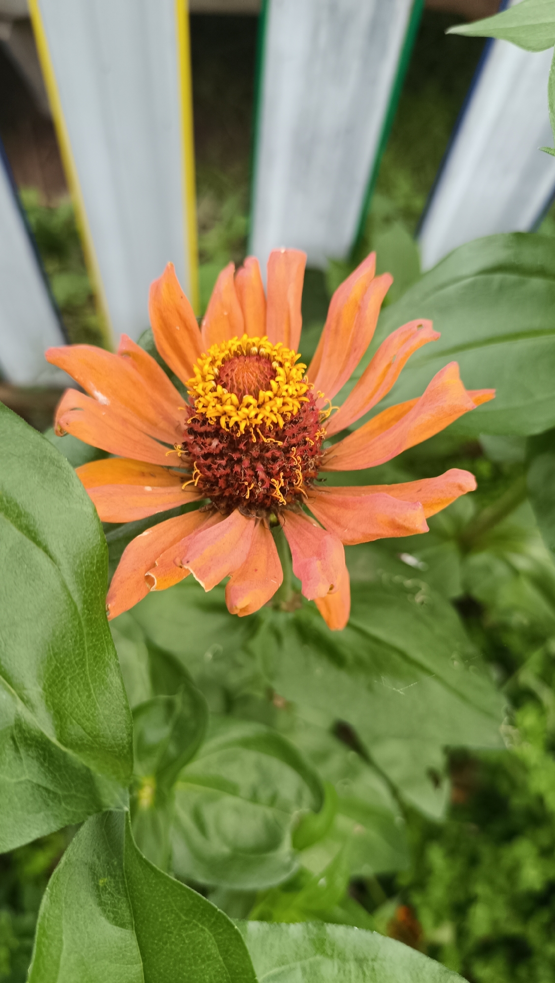 The image shows a close-up of an orange zinnia flower in bloom. The flower has multiple orange petals radiating from a central disk, which is composed of smaller yellow and brown florets. The petals are slightly curled and have a delicate texture. The flower is surrounded by lush green leaves, some of which are in sharp focus, while others are blurred in the background. Behind the flower and leaves, a blurred white and yellow striped fence is visible, suggesting an outdoor setting. The lighting appears to be natural daylight, creating soft shadows on the petals and leaves. The overall scene is vibrant and natural, with the orange flower being the clear focal point. The image does not contain any people or any discernible elements that would indicate a specific location within the city of Karsha, Russia, or any other city. The environment appears to be a garden or a similar outdoor green space.
