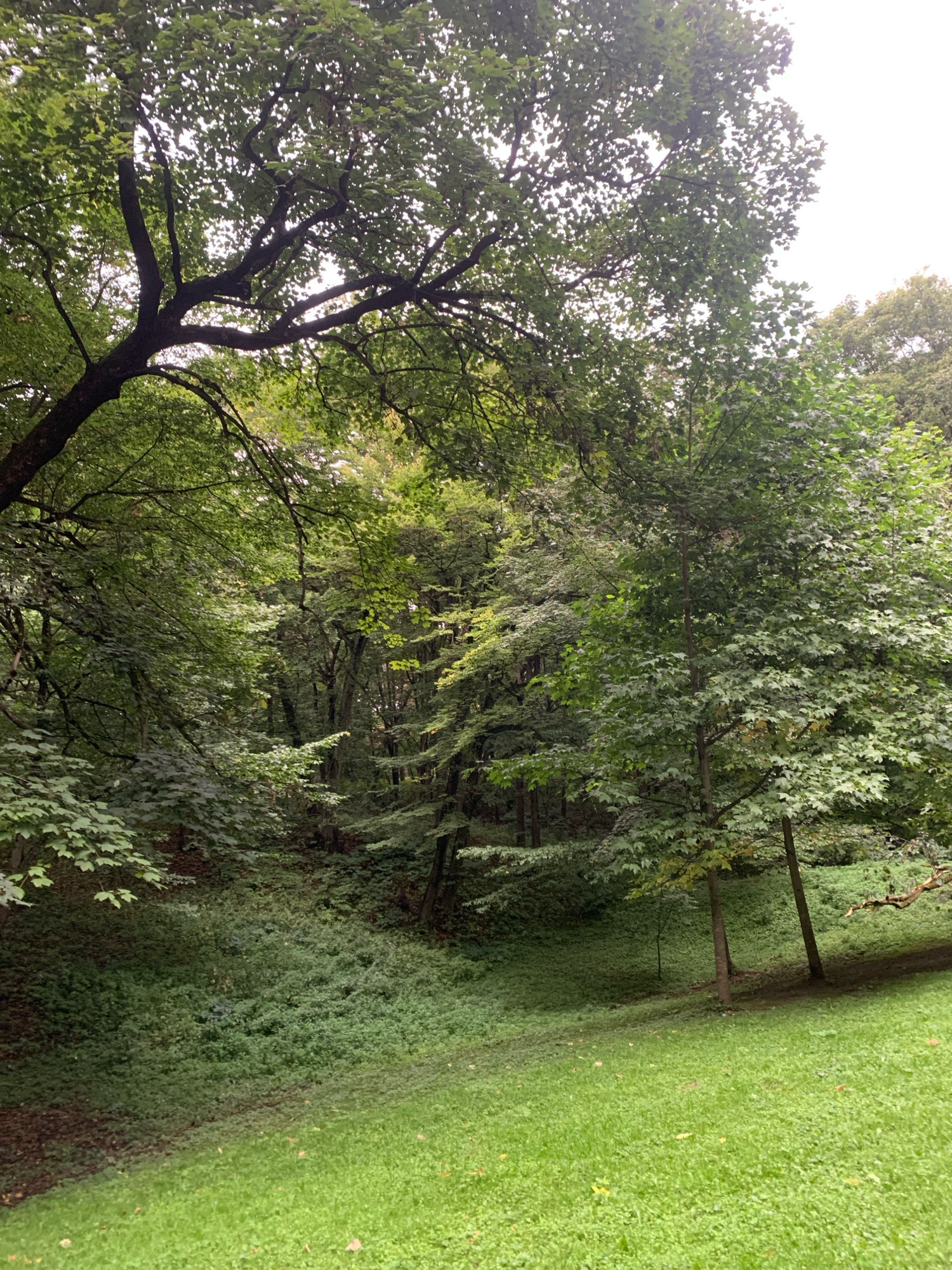 The image depicts a lush green park area with dense trees and foliage. In the foreground, a vibrant green lawn slopes upwards towards a dense wooded area. Several trees with green leaves are visible, some with darker, thicker trunks and others with thinner, lighter trunks. The background is filled with a variety of trees, creating a canopy that filters the light. The overall impression is one of a natural, somewhat wild park setting. This scene is consistent with the appearance of the Stryiskyi Park in Lviv, Ukraine, particularly the sections with open grassy areas transitioning into wooded hillsides. No people or specific activities are discernible in the image. The weather appears to be overcast or shaded, contributing to the soft lighting and the overall verdant appearance of the environment.