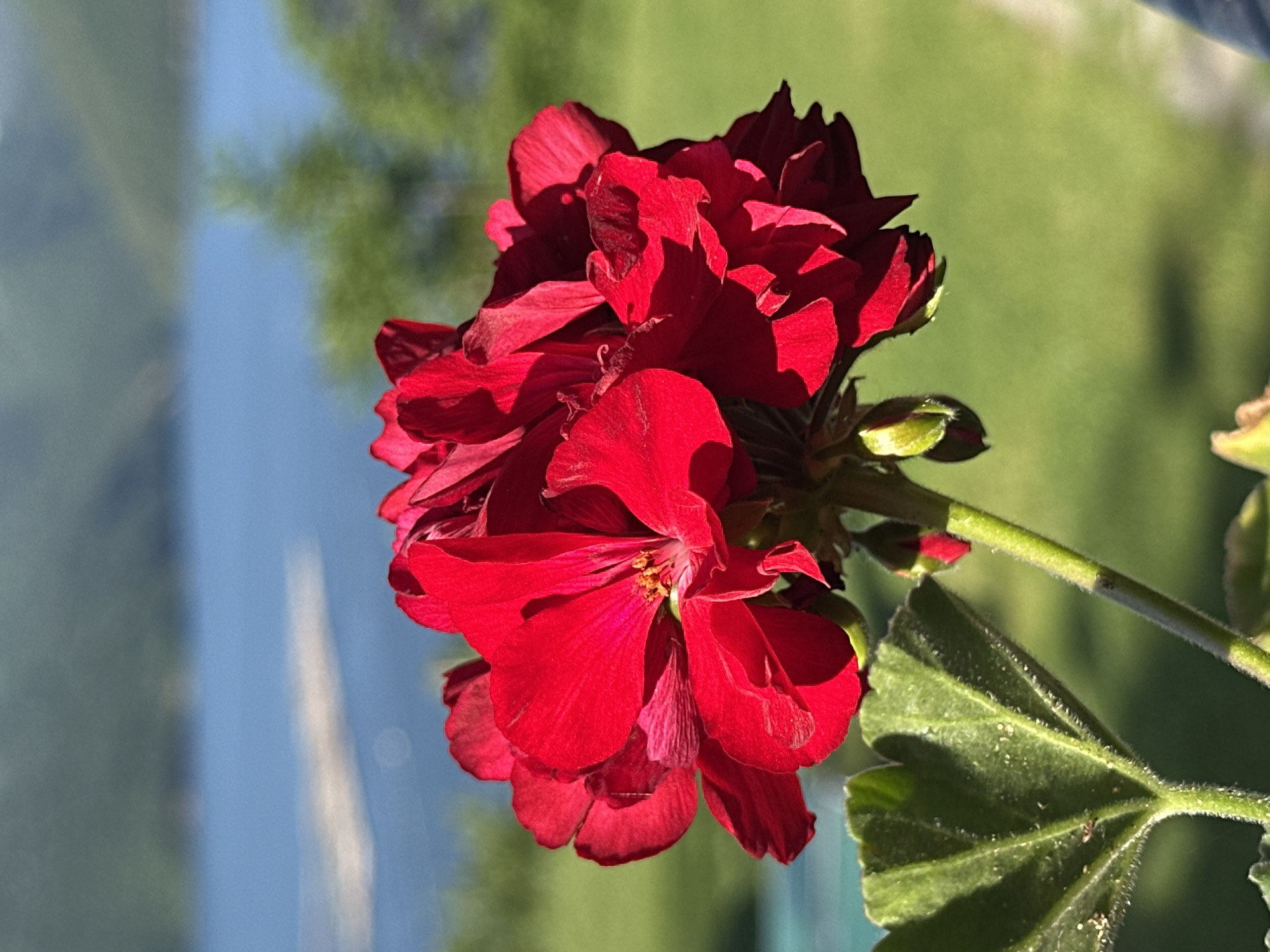 A vibrant red geranium bloom is the focal point of this image, captured in sharp detail against a softly blurred background. The flower, with its numerous layered petals, exhibits deep crimson hues and subtle variations in shade due to the lighting. A single green leaf, showing prominent veins and fine hairs, extends from the lower left of the frame, anchoring the plant. Two small, unopened buds are visible on the stem, hinting at future blooms.
The background presents a serene natural landscape. A body of water, likely a lake or reservoir, occupies the upper portion of the scene, its surface shimmering with reflected light. Beyond the water, rolling green hills are visible, suggesting an outdoor setting. The presence of a water body and verdant hills points to a location like Glavatartsi, Bulgaria, known for its picturesque landscapes and the Yastrebino Reservoir. The overall impression is one of natural beauty and tranquility.