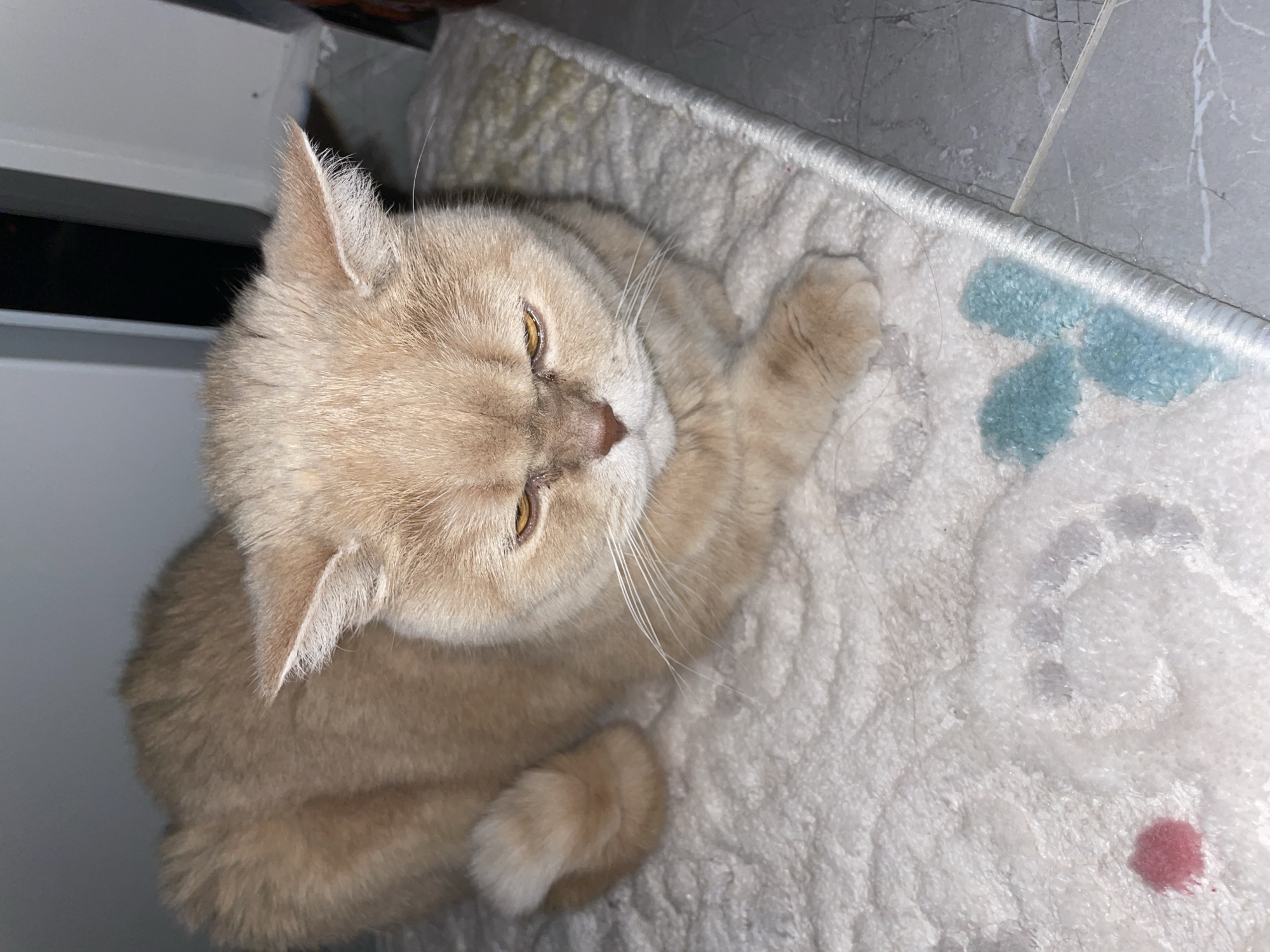 A light-beige cat is lying on a white rug with light-blue and red spots. The cat is positioned at an angle, with its head towards the top-left and its body angled towards the bottom-left. The cat has short fur and gold eyes, and it appears to be resting. The rug is on a surface composed of grey tiles and what appear to be white cabinets. The location is Unknown, Unknown.