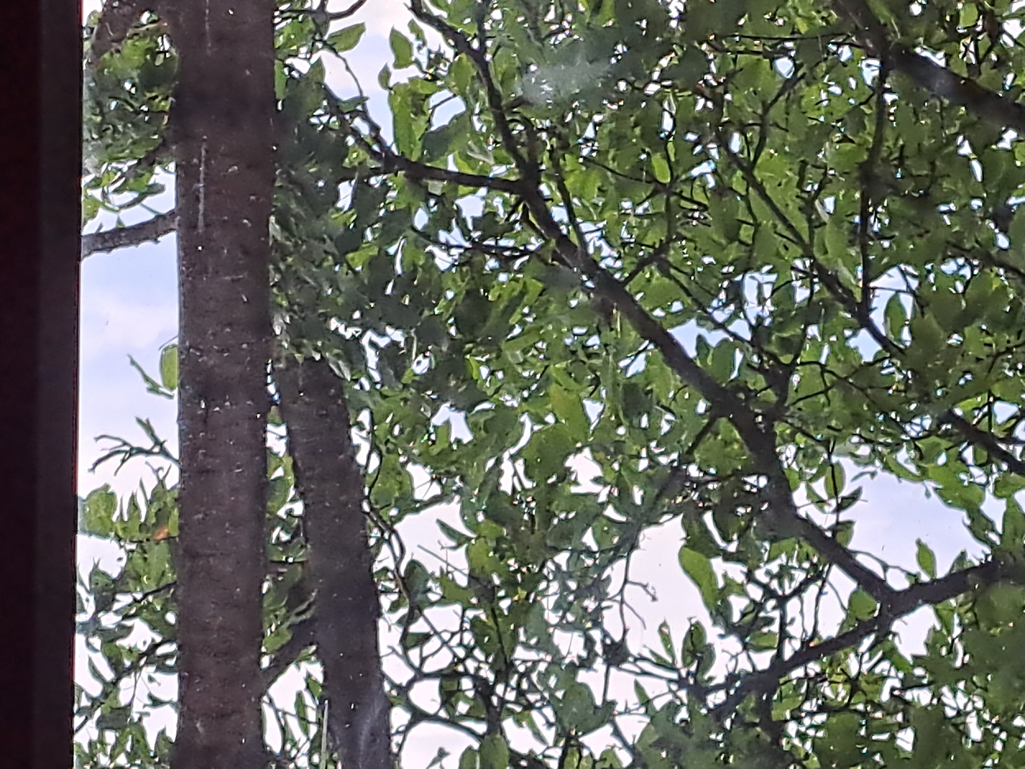 The image displays a vibrant outdoor scene dominated by the canopy of a tree, viewed from what appears to be through a window or a dark border on the left. The primary subjects are the dark brown trunk of a tree and its numerous branches, laden with lush green leaves.
The tree trunk runs vertically along the left side of the frame, showcasing a textured bark with some lighter, vertical markings. Extending from this trunk and filling the majority of the frame are intricate branches that crisscross and interweave. The branches support a dense arrangement of green leaves, which vary in shade from bright, sun-kissed greens to darker, shadowed tones.
Through the gaps in the foliage, patches of a bright, light blue sky are visible, suggesting clear or partly cloudy weather during the daytime. The lighting indicates that the sun is likely overhead, illuminating the leaves and creating distinct contrasts between the bright sky, the dark branches, and the varied green leaves.
The scene captures a static moment of nature, possibly a view from inside a building looking out into a garden, park, or wooded area. There is no discernible activity or event taking place, and no people or specific man-made objects other than the potential window frame are visible. No text is present in the image.