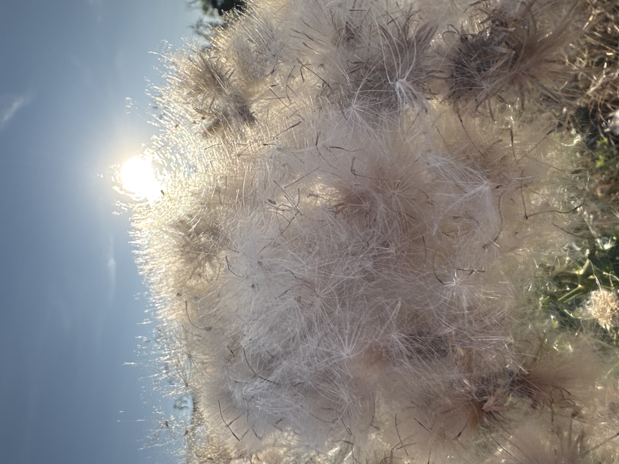 A close-up, low-angle shot captures the fluffy seed heads of a plant, likely in a field or meadow. The bright sun, positioned in the upper right quadrant of the image, shines through the translucent fibers of the seeds, creating a hazy, ethereal glow. The background is a clear blue sky with a few wispy clouds. Hints of green vegetation are visible at the bottom of the frame. The image was taken in Nučice, Czechia.