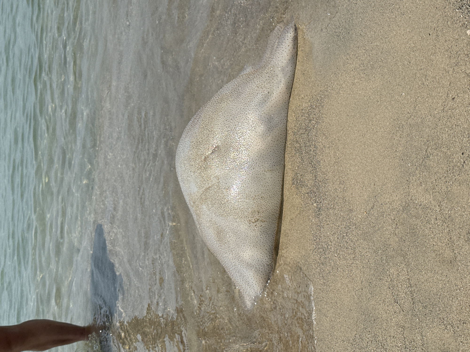 A beach scene in Đà Nẵng, Vietnam, features a marine organism and a partial human figure at the waterline. A large, irregularly dome-shaped, off-white organism, consistent with a jellyfish, approximately 70 cm in length, rests partially on wet, light brown sand. Its surface is speckled with numerous small, dark dots. The organism extends into clear, shallow ocean water exhibiting minor ripples. In the upper-left quadrant, the lower right leg and foot of an individual are visible, partially submerged in the water approximately 40 cm from the beached organism. A shadow from the leg is cast onto the discernible sandy seabed. The background consists of clear ocean water.