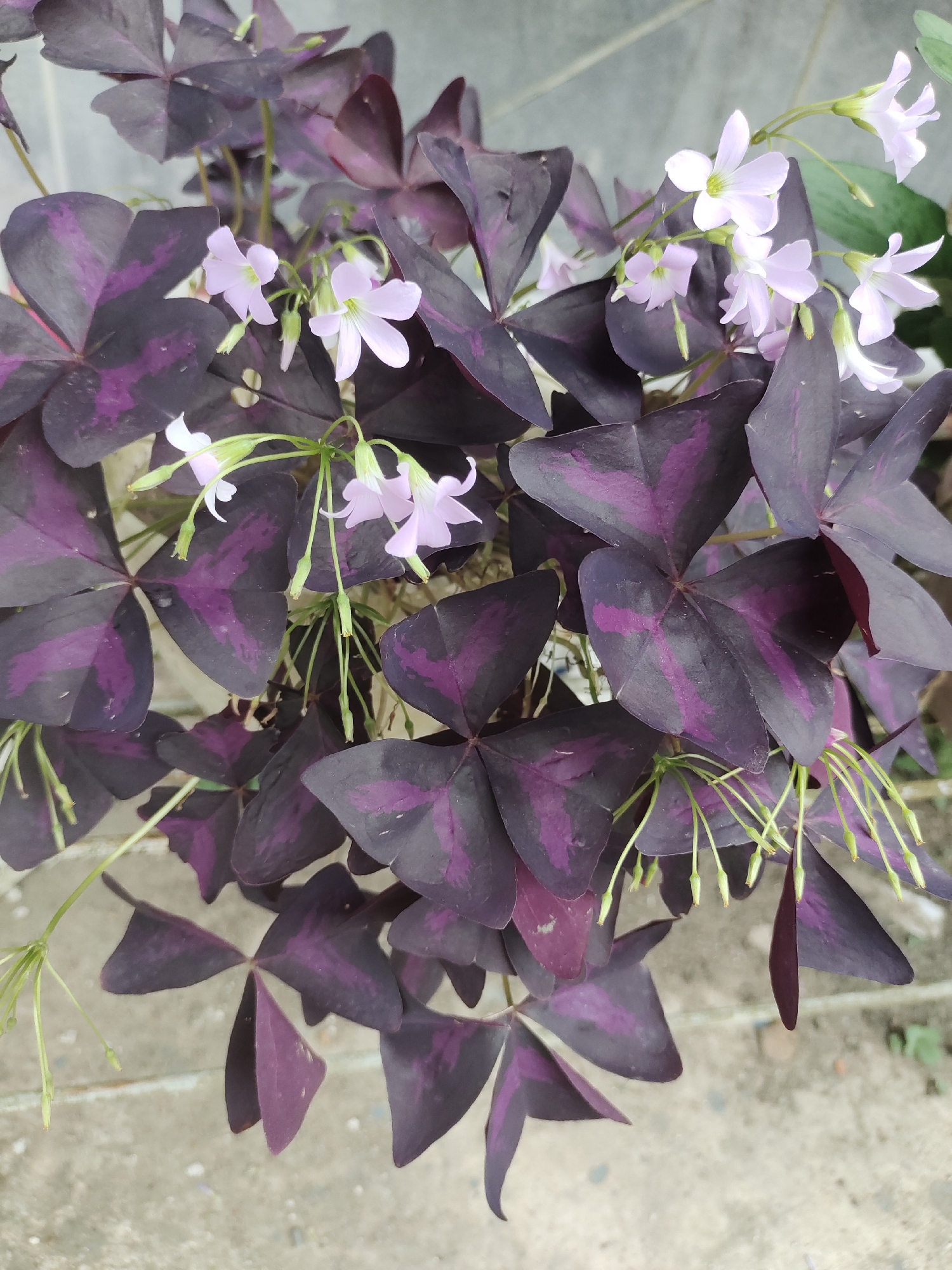 A close-up, overhead shot captures a vibrant Oxalis triangularis plant, commonly known as the butterfly plant. Its distinctive heart-shaped, deep purple leaves, marked with lighter purple veins, dominate the frame. Delicate, pale pink flowers with thin, elongated petals bloom amongst the foliage, some still in bud. The plant is set against a neutral background of grey concrete steps and what appears to be a pale, textured wall. The scene suggests a garden or outdoor plant setting, possibly in Rayeukmatangkuli, Indonesia, given the context. There are no people present in the image.