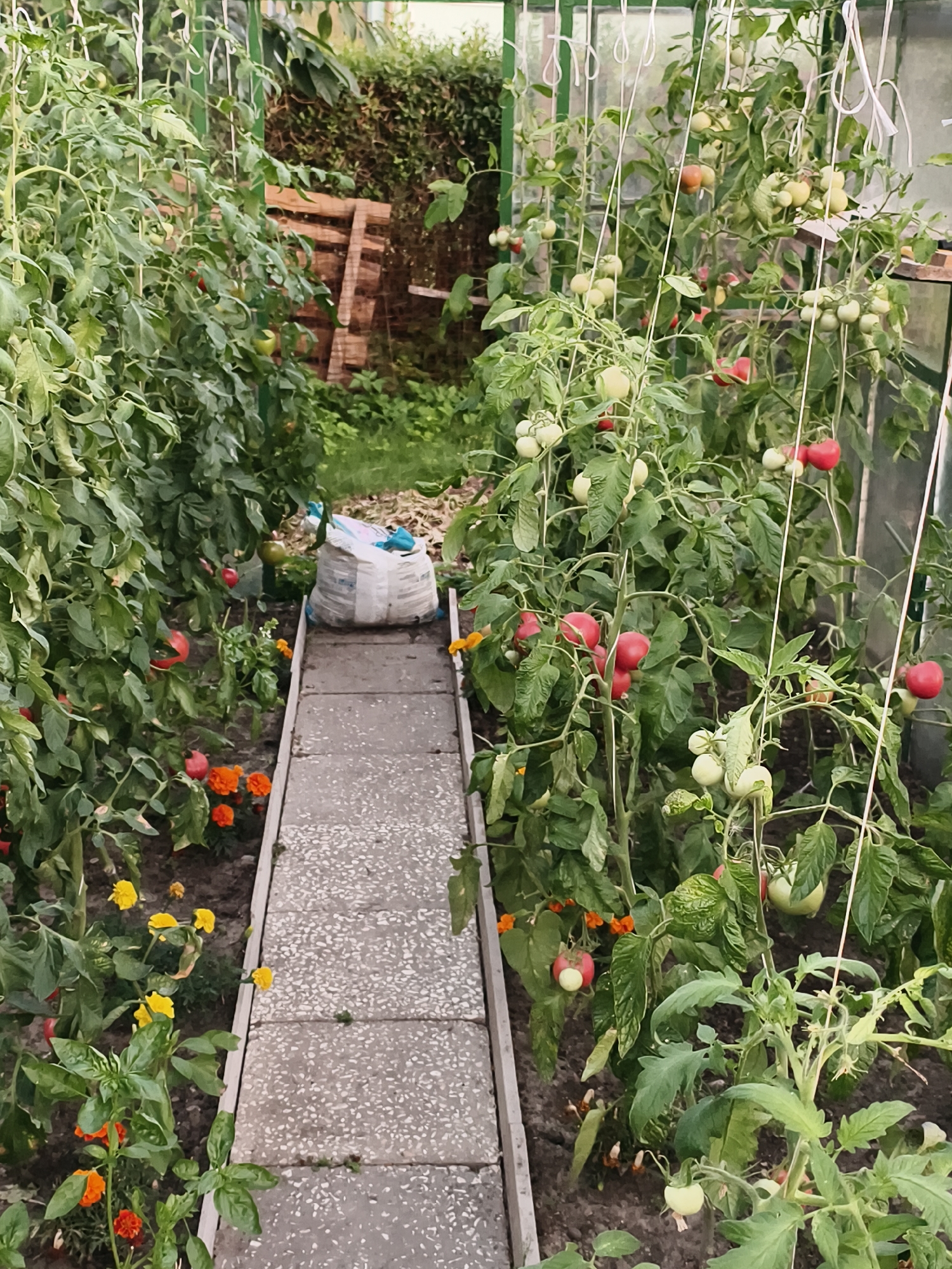 This image depicts the interior of a greenhouse in Tczew, Poland. The greenhouse is filled with rows of tomato plants, many of which are bearing fruit in various stages of ripeness, from green to red. The plants are supported by stakes and strings, indicating they are being cultivated for harvest. A narrow walkway paved with concrete tiles runs through the center of the greenhouse, separating the two rows of tomato plants. On the left side of the walkway, a large white bag, possibly containing soil or fertilizer, is situated near the plants. The environment appears to be an agricultural or horticultural setting, with an emphasis on plant cultivation. The background shows a dense hedge and some wooden structures, suggesting an outdoor area adjacent to the greenhouse.