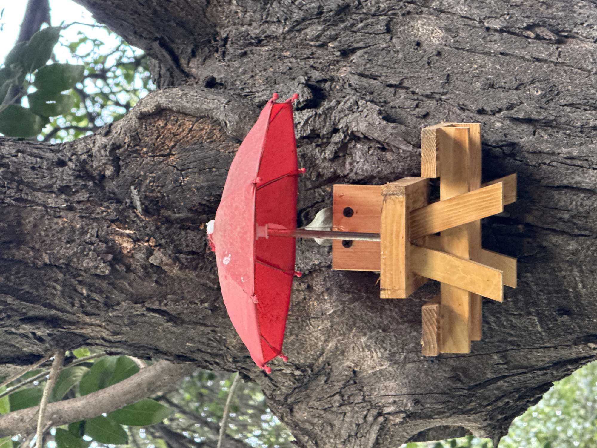 A red umbrella is attached to a wooden contraption that is attached to a tree. The background is a tree trunk and leaves. The location is Mexico City, Mexico.