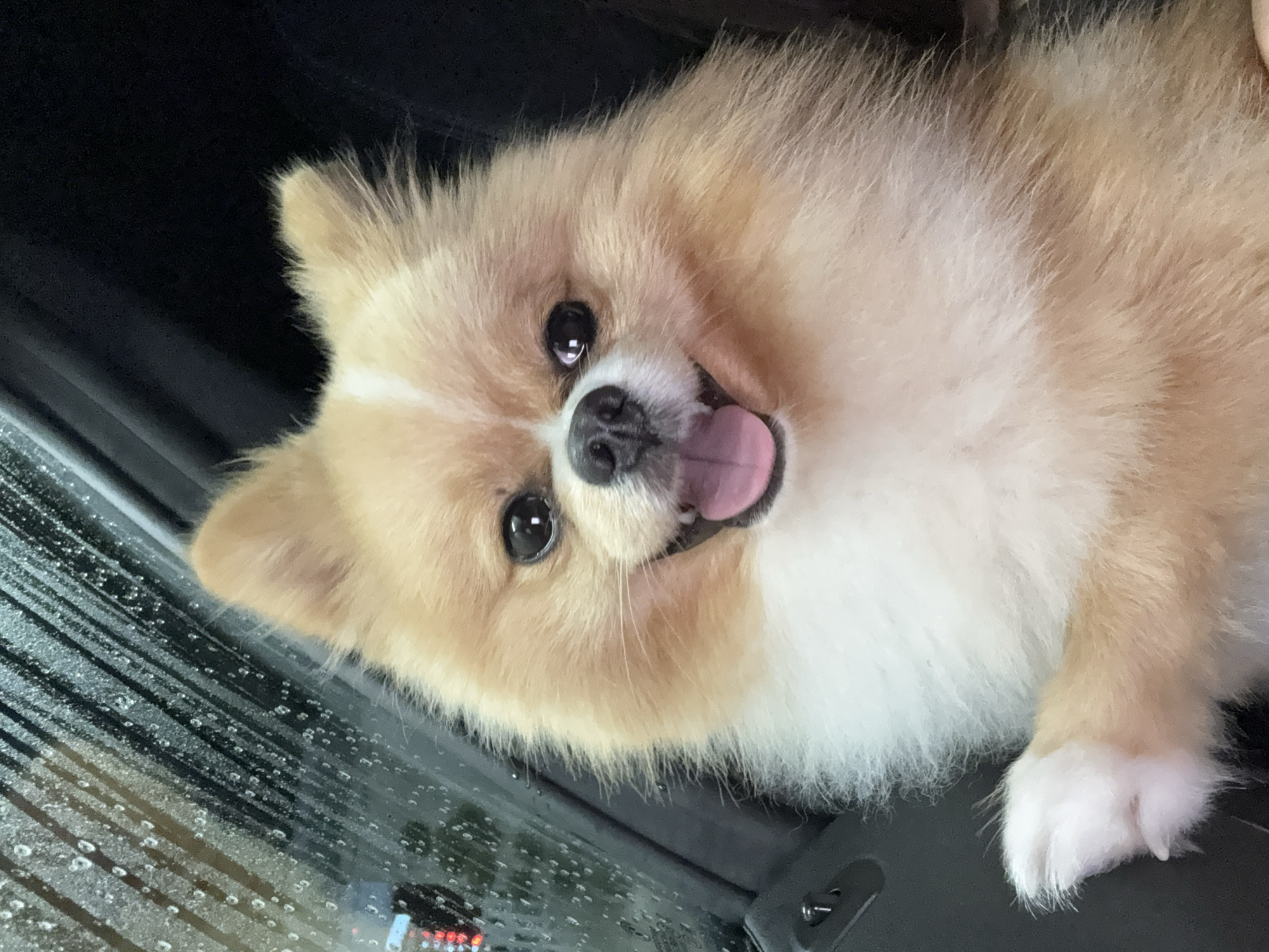 A close-up, slightly tilted shot shows a tan and white Pomeranian dog with its mouth open, tongue visible, and its left front paw visible in the lower right corner. The background is dark and appears to be a car window covered with raindrops, and hints of traffic are visible through the window. The location is unidentifiable from the image, so I cannot determine the location is Pazardzhik, Bulgaria.