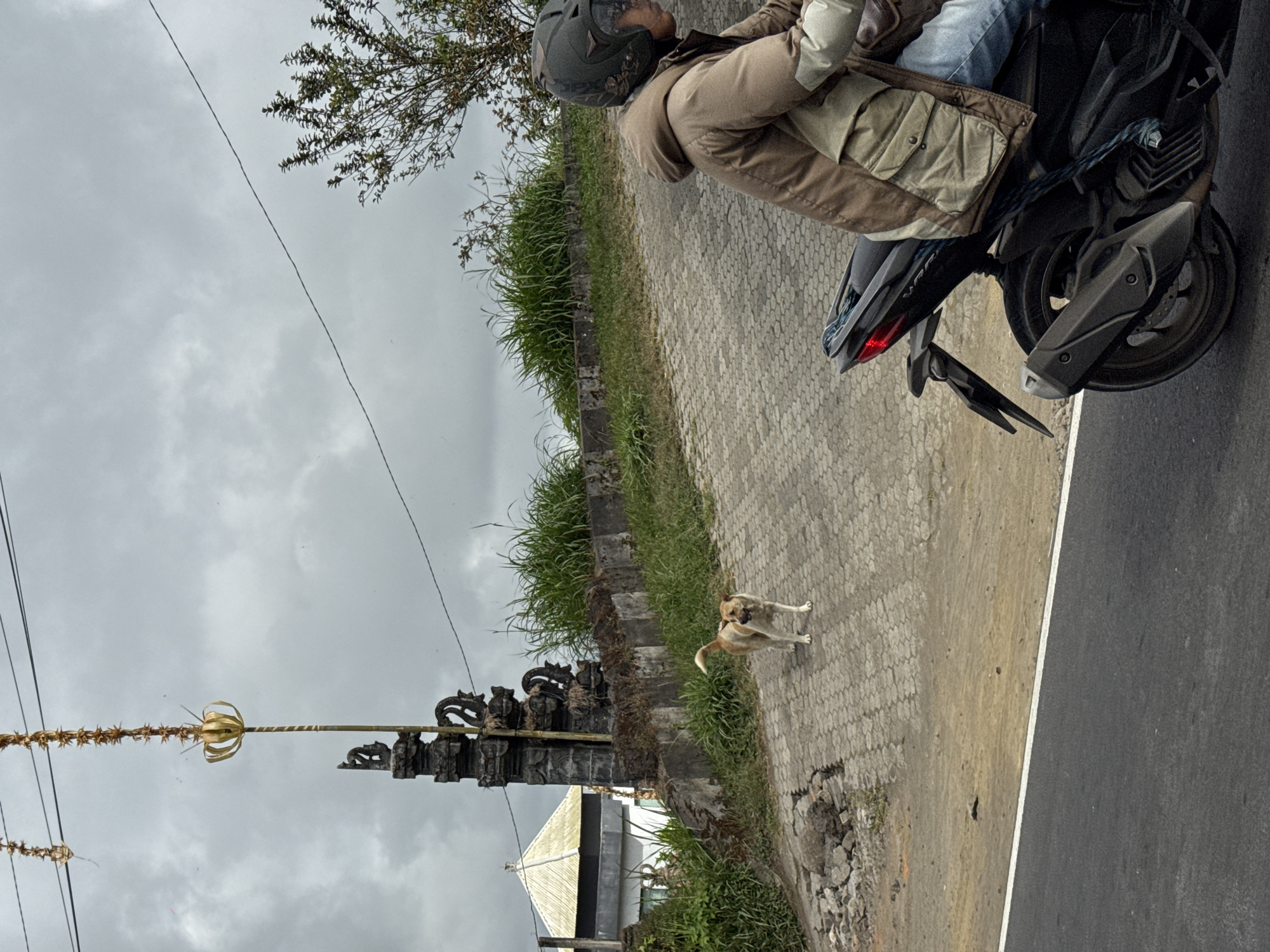 A tan and white dog stands on a paved road in front of a dark stone Balinese temple gate. Behind the gate, lush green grass grows. A building with a white roof and dark walls is visible in the background to the left. The road slopes upwards and is made of patterned paving stones. A person wearing a brown jacket and a dark helmet rides a black motorcycle in the foreground on the right side of the image, facing away from the viewer. The sky is overcast with grey clouds. This scene is consistent with the environment found in Kintamani, Indonesia, known for its temples and overcast skies.