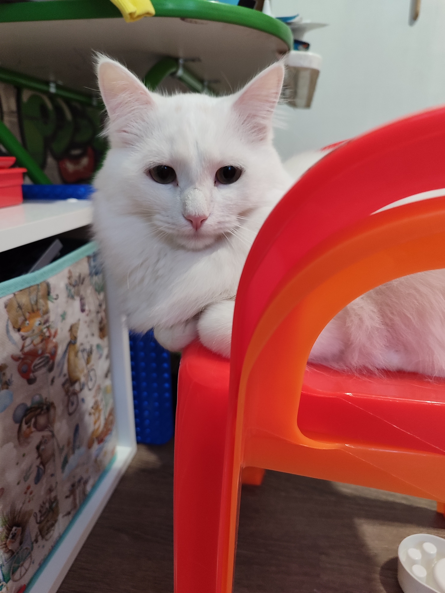 A white, long-haired cat with brown eyes is the central subject of the image, captured indoors in what appears to be a child's room or play area in Izhevsk, Russia. The cat is sitting calmly on a small, brightly colored red and orange plastic chair, which is likely a child-sized piece of furniture. Its front paws are neatly tucked in, and it looks directly towards the viewer with a neutral and observant expression.
To the left of the cat, a white shelf or table is visible, beside which stands a fabric storage bin or basket adorned with whimsical, cartoon-like illustrations of various animals, including bears, a fox, and a hedgehog, driving cars, bicycles, and motorcycles. Behind the cat, a blue textured object, possibly a toy or mat, is partially visible. Further in the background, a green structure, possibly part of a play structure or shelving, extends across the top of the frame. The wall behind these elements features an indistinct, graffiti-like design with green outlines and some red accents.
In the bottom right corner of the image, a white pet bowl with paw print details is visible on the dark wooden floor, reinforcing the presence of a pet in a lived-in home environment. The lighting suggests it is daytime, providing a soft, diffused illumination without harsh shadows. No specific activity beyond the cat resting and observing is taking place.