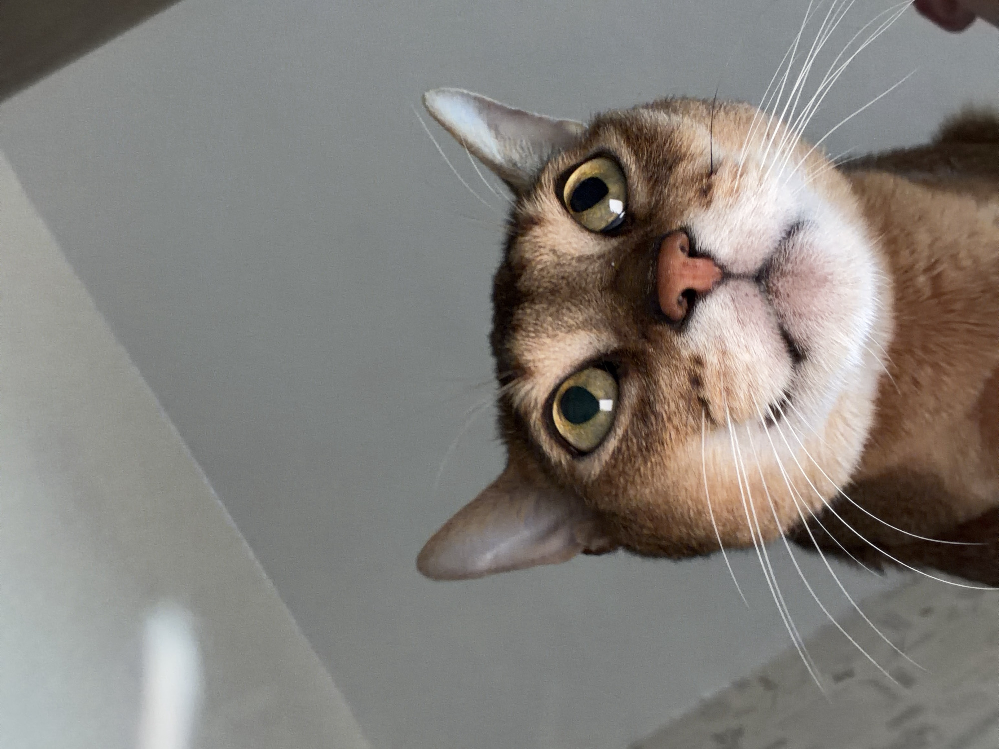 A close-up, slightly angled downward shot depicts the face of a golden-brown cat with large, light-green eyes. The cat has a small, pink nose, and its white whiskers are prominent. The background is a plain, light gray, and its location is unknown; the location in the city of Chaikovsky, Russia, cannot be confirmed through the image.