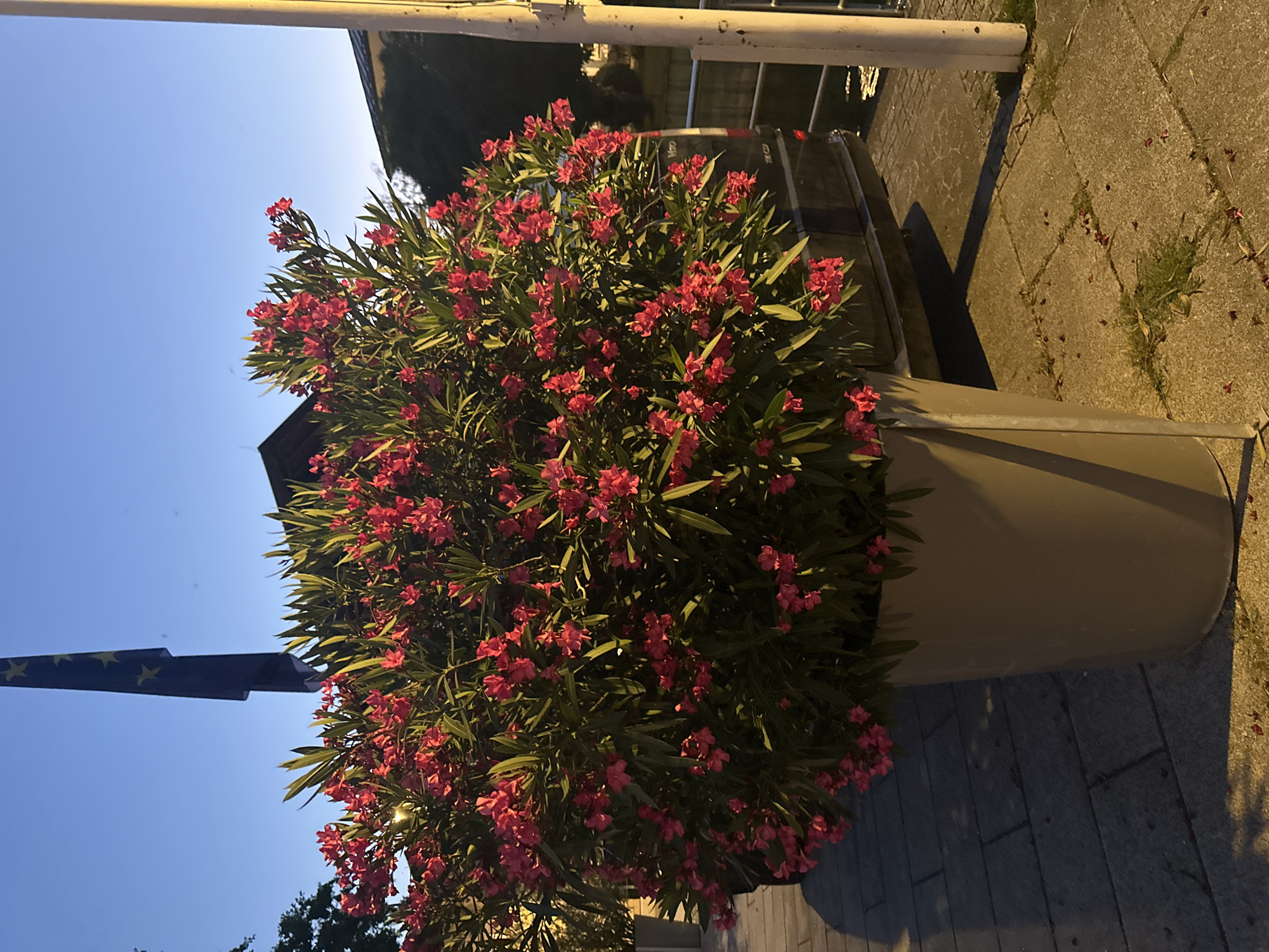 The image depicts an outdoor scene at dusk, likely in the town of Prien am Chiemsee, Germany. In the foreground, a large, grey planter holds a lush green bush adorned with numerous bright pink flowers. The planter sits on a paved walkway made of rectangular stone slabs. To the right of the planter, a tall white pole stands vertically, illuminated by a warm light.
Behind the planter and bush, a dark-colored van is partially visible, parked near a body of water. The van has a license plate that appears to read "MB V 170." A metallic fence runs along the edge of the water.
In the background, a tall flagpole flies the flag of the European Union. The sky above is a clear, deep blue, transitioning to a lighter hue towards the horizon. The overall impression is of a tranquil, twilight setting in a European town.