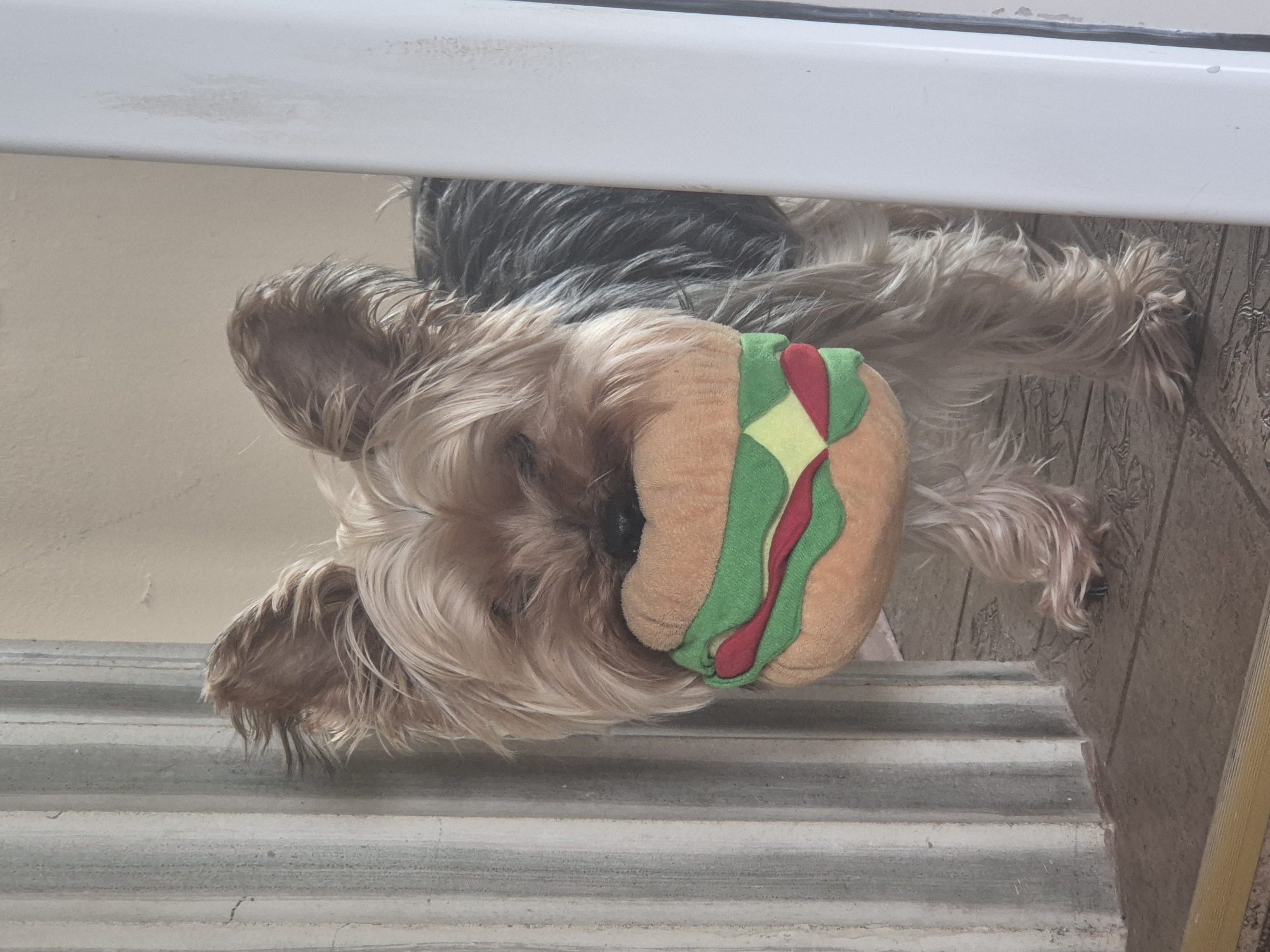 A Yorkshire Terrier dog is resting with its head lying on a staircase. A plush hot dog toy is partially obscuring the dog's face. The background consists of a wall and steps. There is no evidence in the image to suggest this photo was taken in Pavlikeni, Bulgaria.