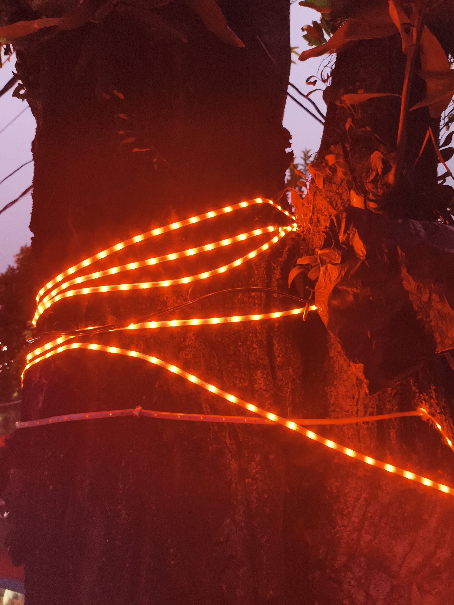 The vertical image shows a tree trunk illuminated by several strands of red LED strip lights, suggesting dusk or nighttime. The dark, textured bark of the tree is wrapped horizontally by these lights, which emit a vibrant orange-red glow, creating bright points along their length. The intense red illumination bathes the tree, giving it a reddish hue. On the right side and towards the top of the trunk, some foliage or epiphytic plants are visible, appearing darker against the bright lights. In the background, a faint, lighter purplish sky can be seen through the gaps in the tree structure, with indistinct outlines of other natural elements. The presence of the lights indicates a decorative or festive setting. There are no people, specific activities, or visible text in the frame.
