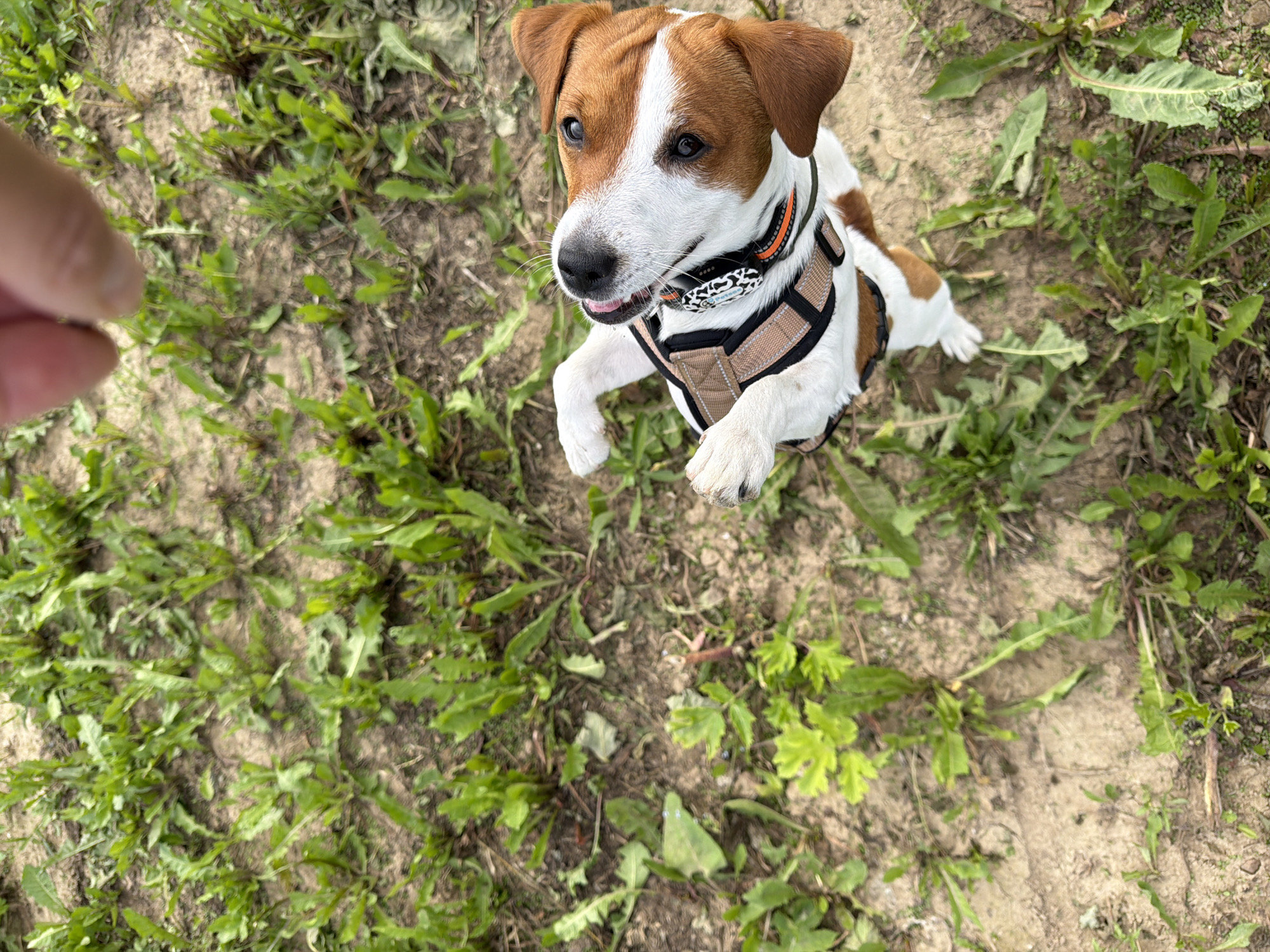 A high-angle, eye-level medium shot captures a Jack Russell Terrier standing on its hind legs outdoors. The dog is wearing a brown and black harness and an orange-accented collar with a decorative tag. Its front paws are raised, and its head is tilted back, looking upwards at a partially visible human hand holding a small object, possibly a treat, above the dog. The dog's tongue is slightly out, suggesting anticipation. The ground is a mix of soil and green vegetation, appearing to be a park or uncultivated outdoor area. The lighting suggests daylight. The scene does not contain any identifying landmarks or clues to specific locations within Moscow, Russia.