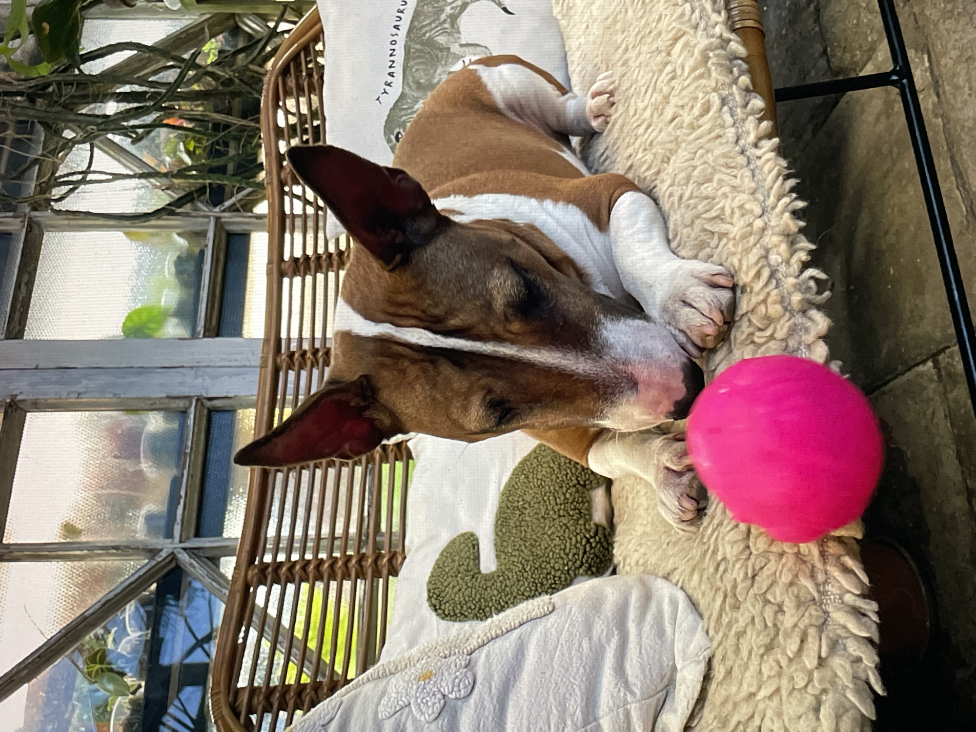 Within a greenhouse or conservatory located in Saint Petersburg, Russia, a tan and white Bull Terrier dog is depicted lying on a light beige, shaggy mat. The dog's head is lowered, directing its gaze towards a bright pink, spherical ball situated on the mat directly in front of its nose. Its front paws rest near the ball. The dog exhibits a coat predominantly tan on its back and head, with distinct white markings on its face, chest, belly, and legs. Behind the dog, a rattan bench supports multiple decorative pillows: a light-colored pillow with a white floral embroidery, a green textured pillow shaped like a dinosaur, and a white pillow displaying a partial illustration and text reading "TYRANNOSAURUS". The background consists of large, multi-paned windows featuring textured glass, which allows diffused natural light to illuminate the scene and reveals various green plants and intertwined vines beyond. The floor beneath the bench appears to be dark-toned stone or tile.