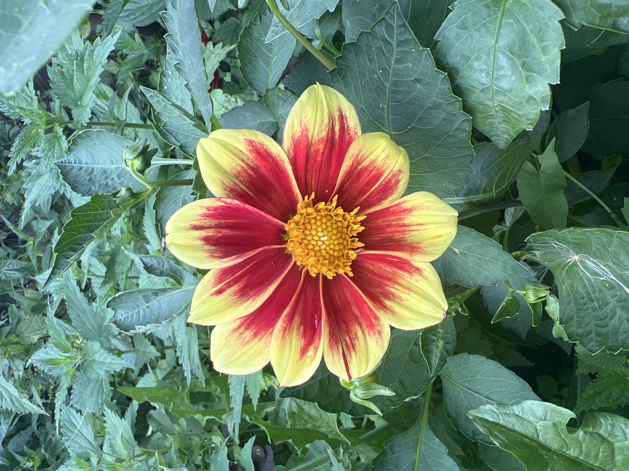 A close-up, eye-level shot captures a single, vibrant dahlia flower in full bloom, surrounded by lush green foliage. The flower is characterized by its striking bicolor petals, which transition from a bright yellow at the tips to a deep red closer to the center. The central disk of the flower is a cluster of small, golden florets.
The background consists of a dense arrangement of various green leaves, some of which appear to be from nettle plants due to their serrated edges and slightly fuzzy texture. The lighting suggests it is daytime, with soft light illuminating the flower and its surroundings. There are no people or animals visible in the image. The setting is a natural, outdoor environment, likely a garden. The image does not contain any information to place it specifically within the city of Poletaevo, Russia.