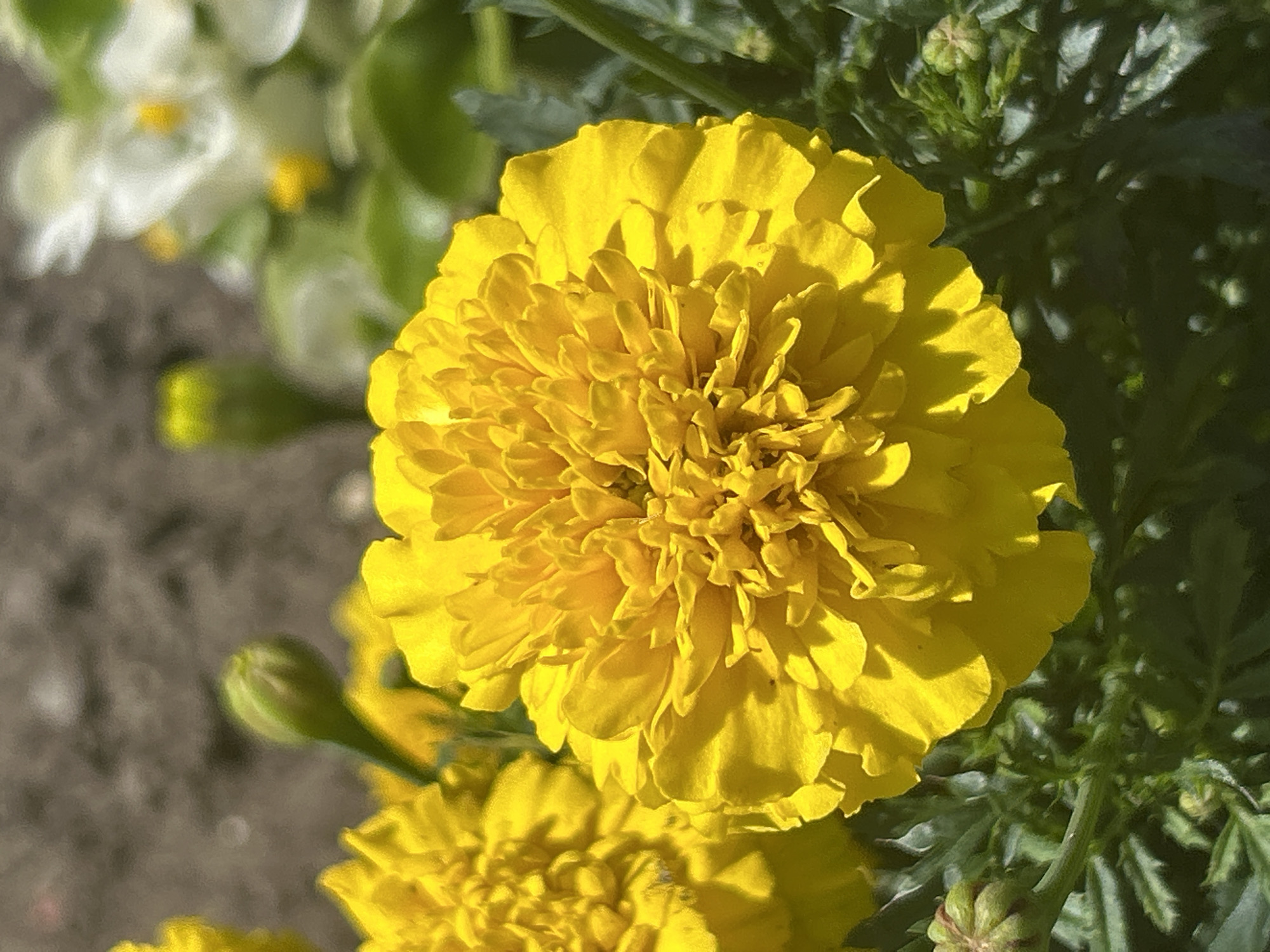 The image shows a close-up of a bright yellow marigold flower in full bloom, with its petals intricately layered. The flower is the dominant subject, with a shallow depth of field blurring the background. In the background, there are hints of other plants, including a partially visible bud of what appears to be a marigold or similar flower to the left, and a cluster of white flowers with yellow centers to the upper right. The foliage surrounding the marigold is a deep green, with some areas appearing slightly out of focus. The lighting suggests a sunny day, casting shadows on the petals and highlighting their texture. There are no people or animals visible in the frame. The scene is an outdoor garden environment. While the image itself does not provide specific location markers, this image was taken in Tczew, Poland.