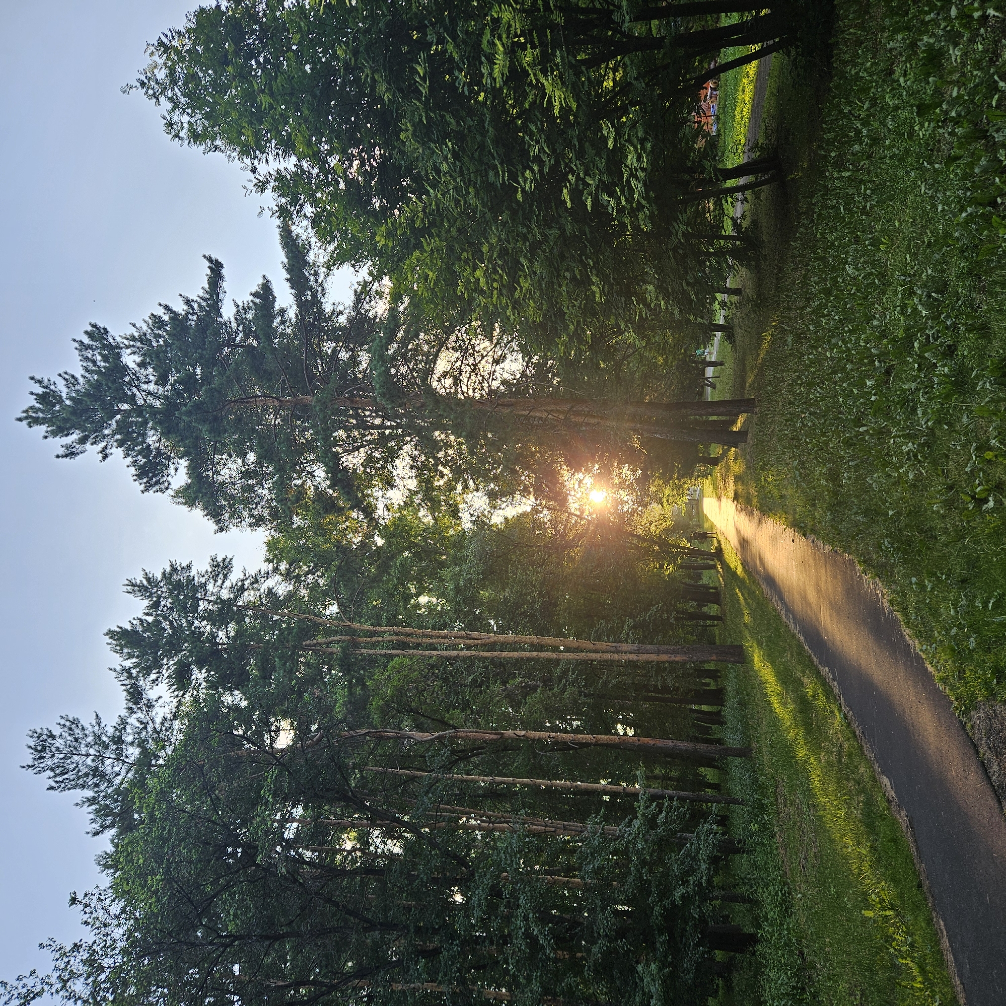 This is a vertically oriented photograph of a paved park path winding through a sun-dappled forest. Tall, slender trees with dense green foliage line both sides of the path, creating a sense of enclosure. The sun is setting, casting a warm, golden light that filters through the leaves and illuminates patches of the path and the grassy embankment to its right. The sky is clear and pale blue. The overall mood is serene and peaceful, suggesting a quiet moment in nature. There are no people or specific objects visible that would indicate a particular activity or event. The presence of pine trees and the general appearance of the park suggest a temperate climate, consistent with the provided location context of Kemerovo, Russia. The time of day is clearly late afternoon or early evening, indicated by the low angle of the sun and the warm, elongated shadows. There is no visible text in the image.