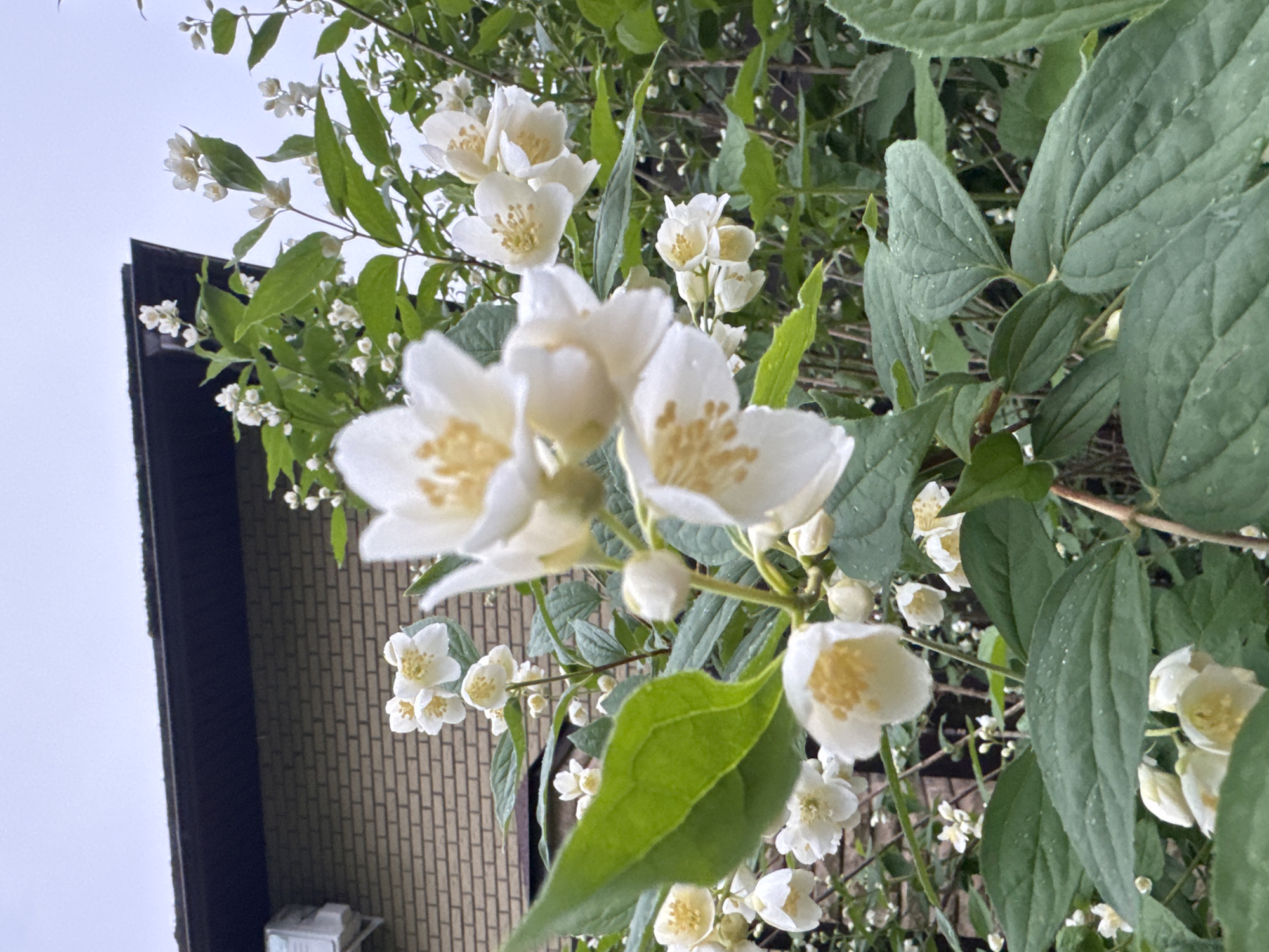 A close-up, outdoor, eye-level shot showcases a cluster of white jasmine flowers with yellow stamens against a backdrop of green foliage. In the upper left, a portion of a building is visible, featuring a dark brown eave and a beige brick wall with a white air conditioning unit. The sky above is overcast and pale. The image is likely taken in a residential area, possibly a backyard or garden.
