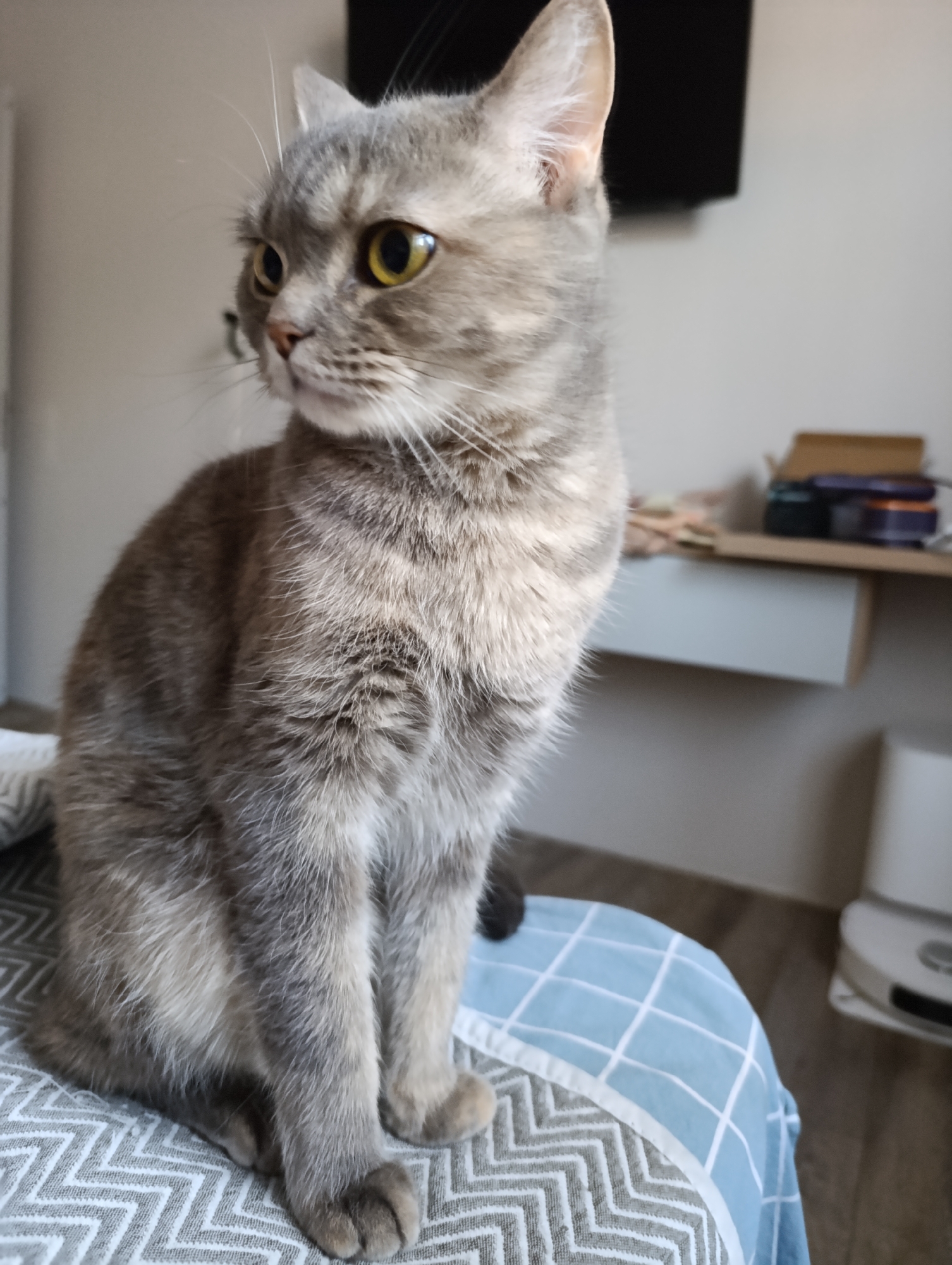 A grey tabby cat sits on a bed with blue and white patterned linens. The cat is upright, alert, and looking to the left. The background includes a desk with objects on it, a television, and a white robot vacuum. The location is unknown, and there is no indication that this photo was taken in Chaikovsky, Russia.