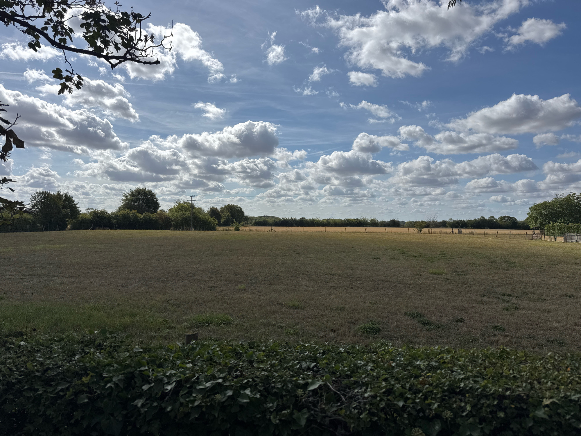 An open grassland field stretches to the horizon under a bright blue sky dotted with fluffy white clouds. In the foreground, a dense, dark green hedge forms a barrier, with a single wooden post visible behind it. The field itself is mostly dry grass, with patches of greener vegetation. In the distance, a line of trees and some fencing marks the edge of the field. A dark tree branch with leaves partially obscures the upper left corner of the image. The scene appears to be in a rural area, likely Babergh, United Kingdom, given the landscape.