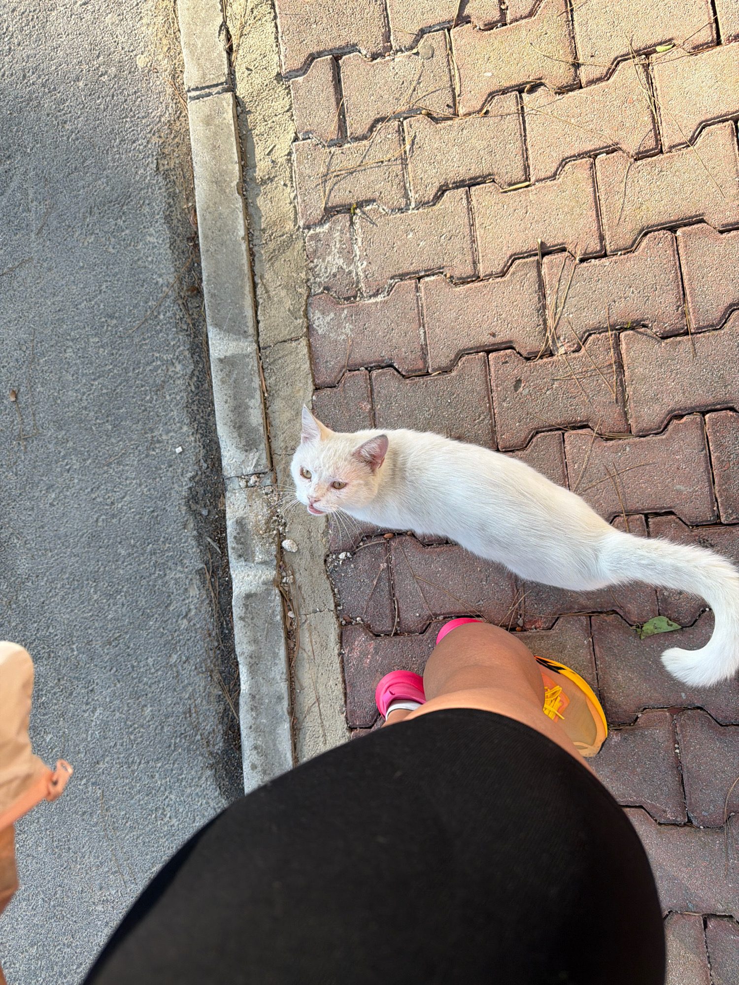 A top-down, eye-level perspective shot captures a white cat with light brown markings on its head and ears, and amber eyes, looking upwards. The cat is positioned on a patterned brick pathway adjacent to a grey asphalt surface, separated by a concrete curb. The cat's tail extends to the right, with its tip curled upwards. In the foreground, the lower legs of a person wearing a black garment and athletic shoes, one pink and one yellow and orange, are visible. A small portion of a light brown bag is also present on the left side of the frame. The scene suggests an outdoor environment, likely a sidewalk or pathway in Antalya, Turkey, given the context. The lighting indicates it is daytime, with shadows cast on the asphalt.