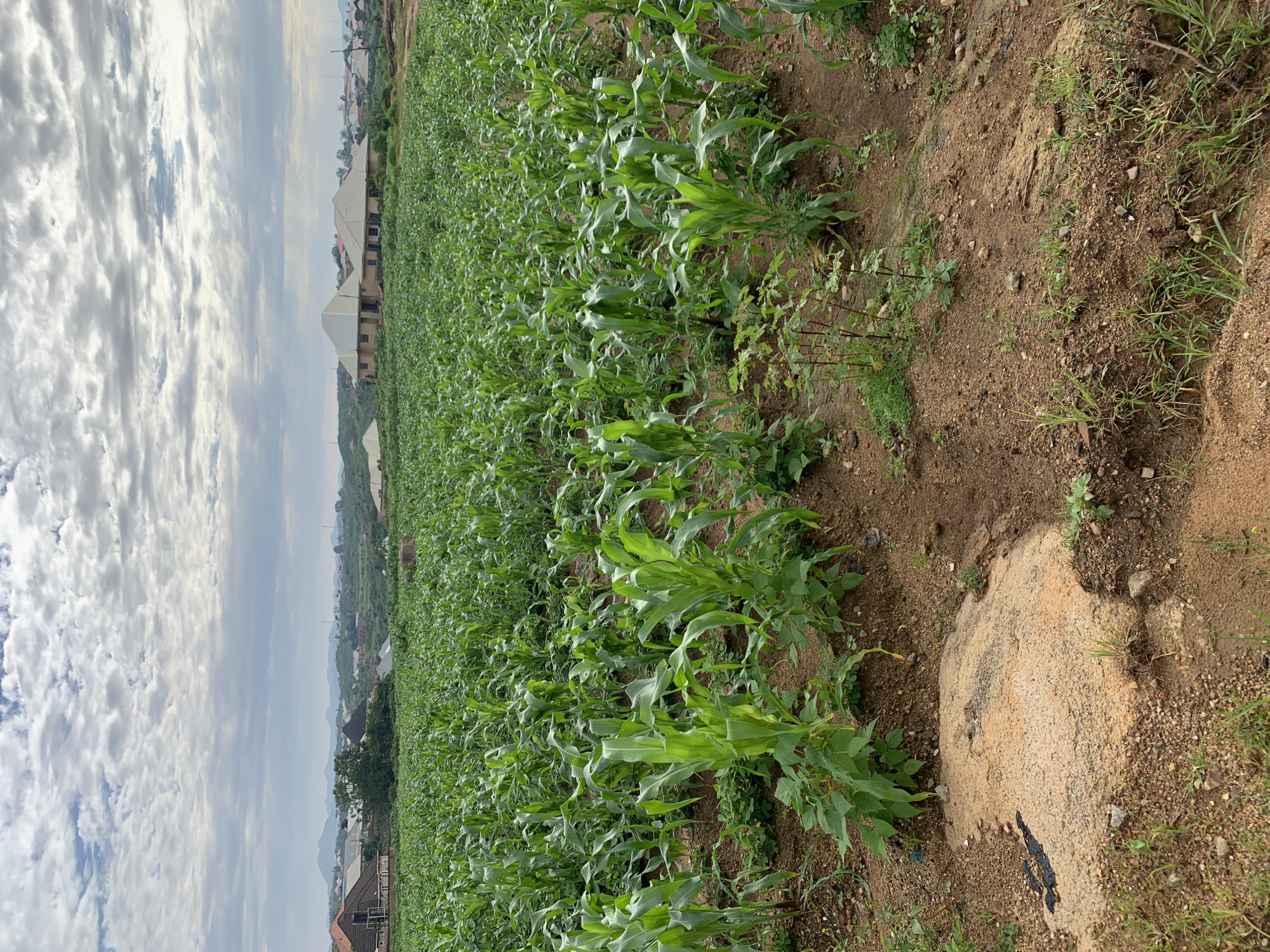 The image depicts a field of young corn plants in the city of Jos, Nigeria. The corn is lush and green, with rows stretching into the distance. In the background, houses and buildings are visible, suggesting a semi-urban or peri-urban setting. The sky is partly cloudy, with a mix of grey and white clouds. The ground in the foreground is dry and sandy, with some scattered rocks and weeds. The overall scene conveys a sense of agriculture within a populated area.