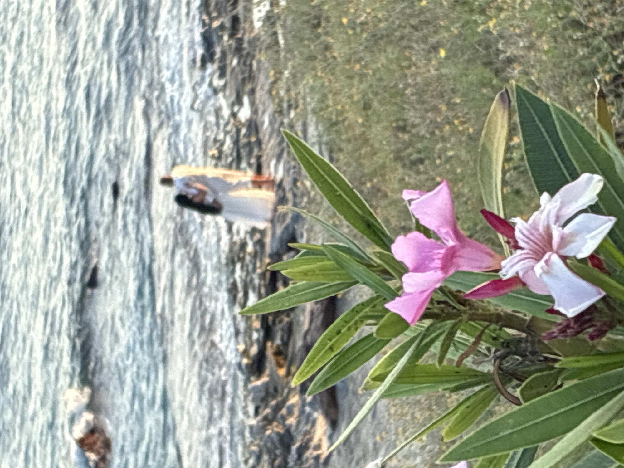 A wedding photo of a couple standing on a rocky shore in Alanya, Turkey, with the sea in the background. The couple is blurred and their faces are not visible. The bride is wearing a white wedding dress and the groom is wearing a white shirt and pants. There are pink and white flowers in the foreground. The image is taken at sunset, with the sun casting a warm glow on the scene.