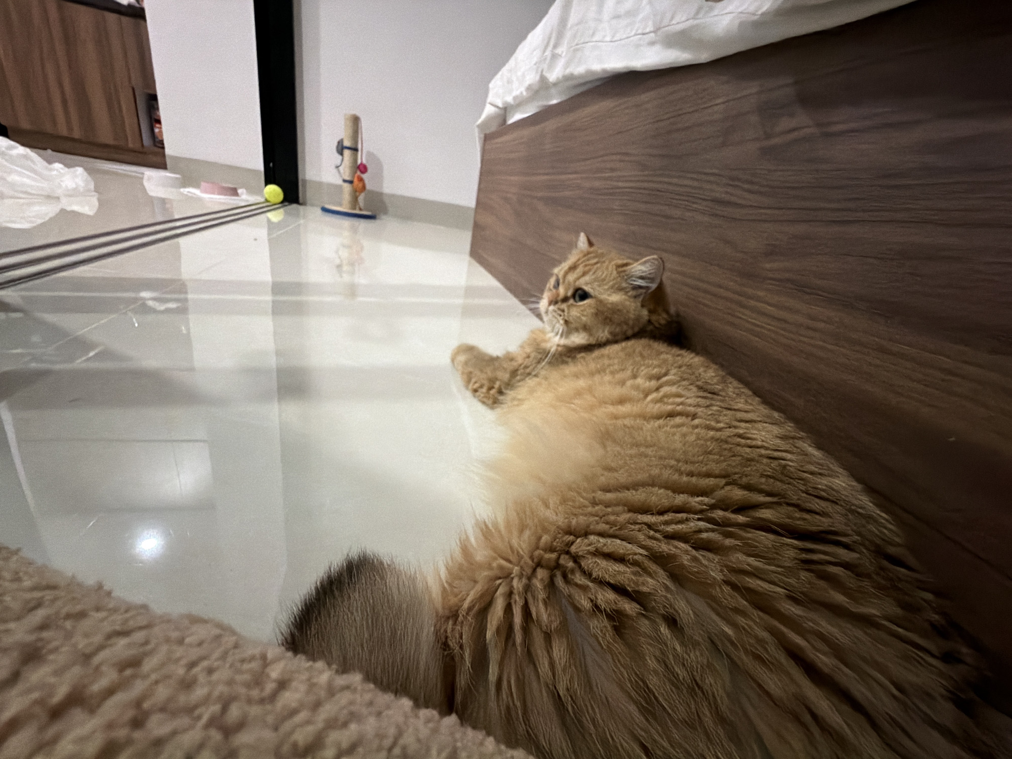 A ginger Persian cat is lying on a polished white tiled floor, its body angled towards a dark wood-grained wall. The cat is facing left, with its head slightly turned towards the viewer. Its fur is fluffy and golden-brown. In the background, a portion of a white bedsheet is visible. To the left of the cat, a small toy with colorful balls is standing on the floor. Further to the left, there is a glimpse of a wooden cabinet and a white plastic bag. The scene appears to be indoors, in a residential setting. The image does not provide any information to suggest a location in Đà Nẵng, Vietnam.