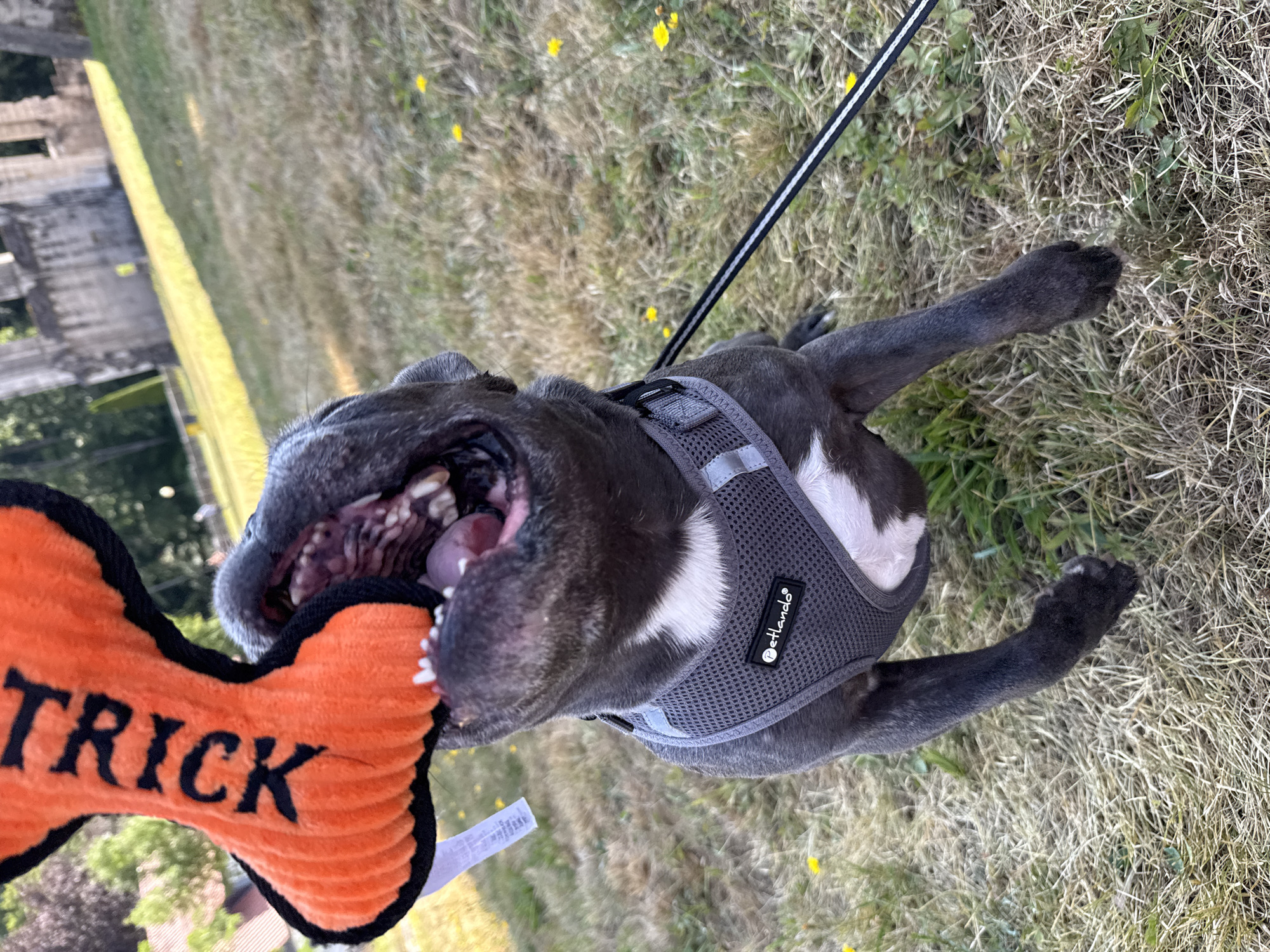 A dark gray pit bull dog is playing with an orange, bone-shaped stuffed toy that says "TRICK" in black letters. The dog is wearing a gray harness. The dog is in an outdoor grassy area, possibly a park or yard, with some dry grass and dandelions. In the background, there are trees and the ruins of an old stone building. The scene appears to be in Walkenried, Germany, given the context provided.