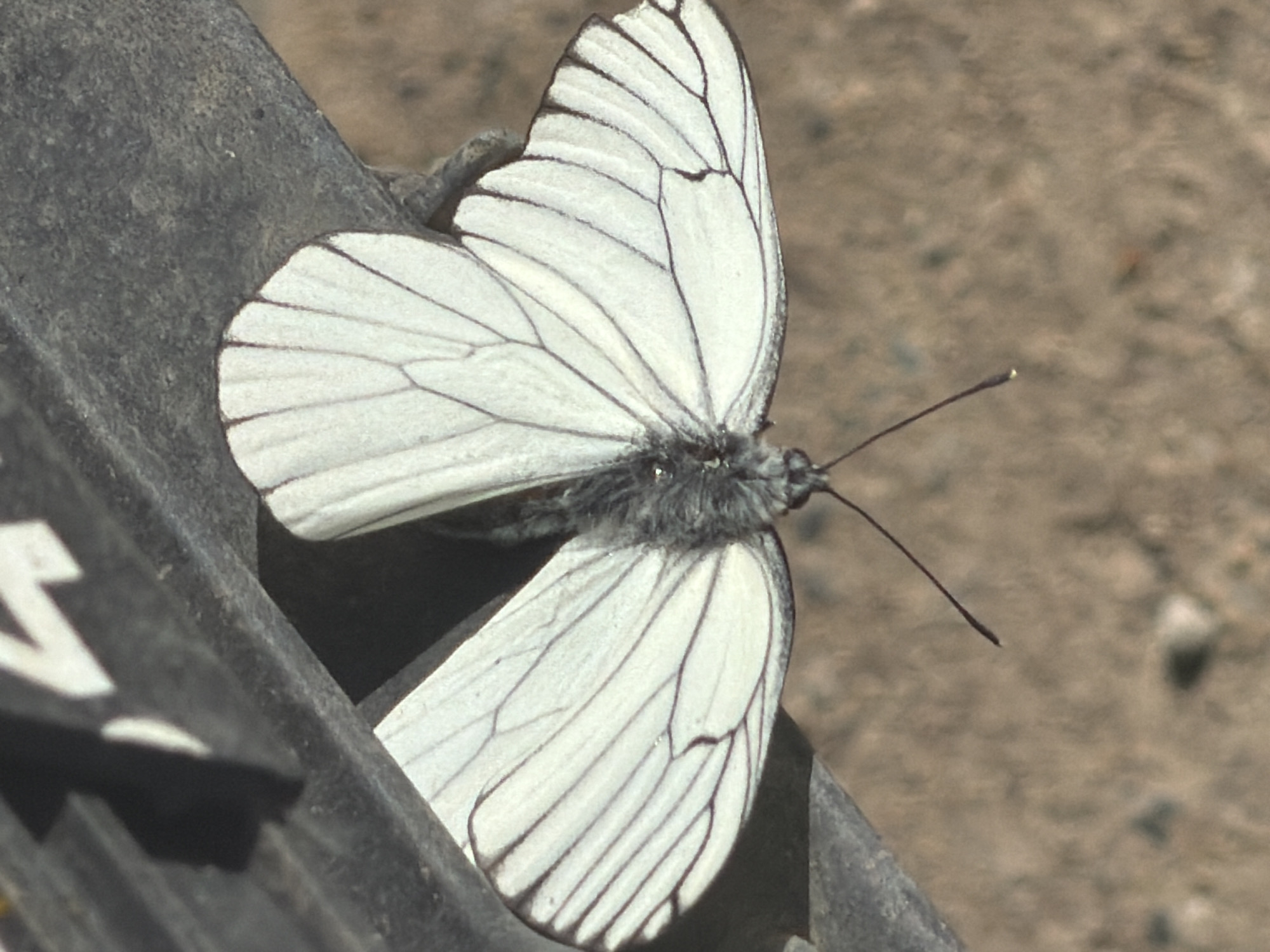 A forensic examination of the image reveals a white butterfly with distinct dark wing venation, resting with its wings spread open on a dark, textured surface. The butterfly's body is dark and appears to be covered in fine hairs. Two slender, dark antennae with slightly thickened tips extend forward from its head. The dark surface on which the butterfly is perched exhibits an irregular texture and what appears to be part of a white alphanumeric marking, possibly "14," in the upper left section of the frame. This dark surface forms an edge or a structural element, possibly part of a weathered object or infrastructure. The background, largely out of focus, consists of a mottled light brown and tan color, indicative of dry earth, sand, or gravel. The illumination is bright and direct, suggesting an outdoor environment in Chaikovsky, Russia, with the light source coming from above, creating slight shadows. No human presence or direct interaction is observed.