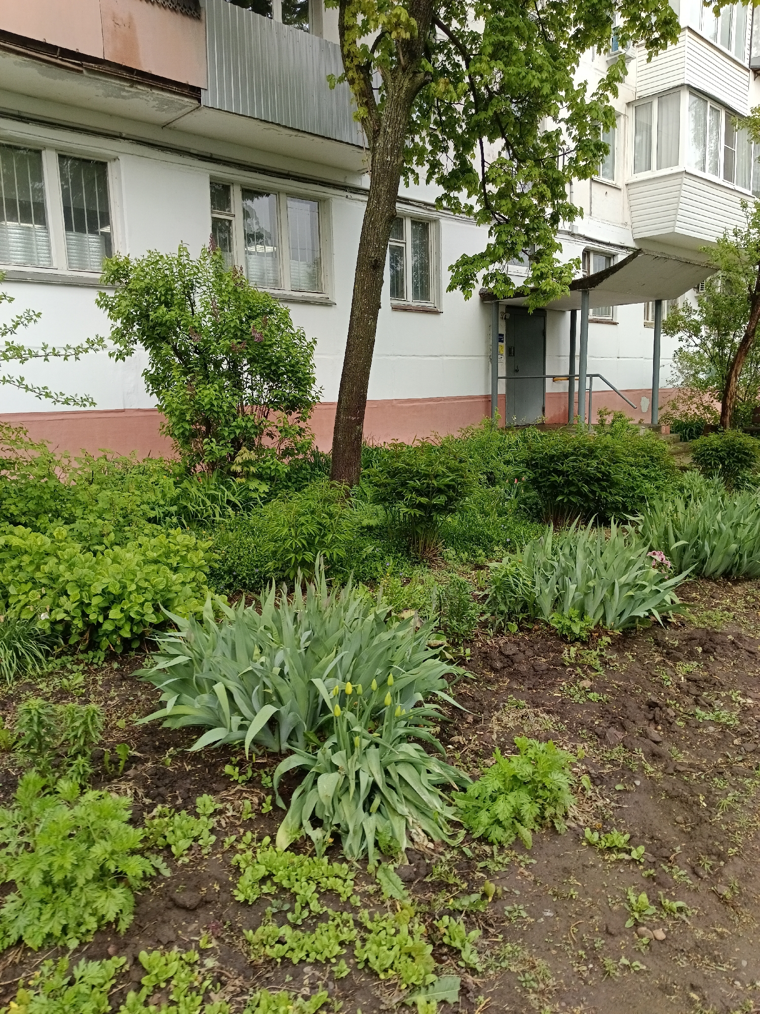 The image shows a ground-level view of a flower bed in front of a building in Chaikovsky, Russia. The flower bed contains various green plants, including tulips with unopened buds, interspersed with weeds and ground cover. Behind the flower bed is a low hedge of shrubs and a small tree. The building is white with a pink base and has several windows with metal bars. There is also a covered entryway with a gray door. No people are visible in the image. The ground appears to be damp and earthy.