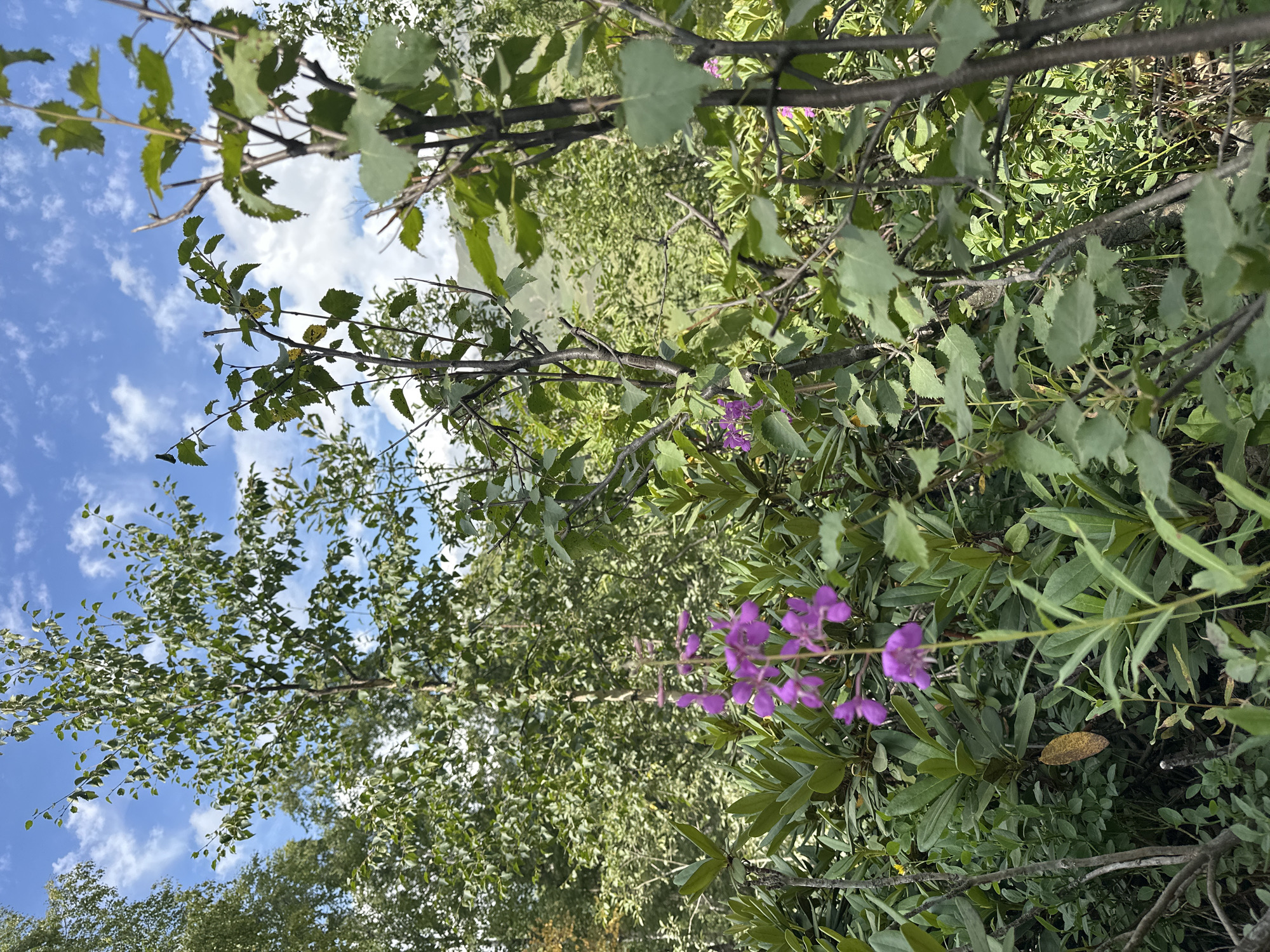 A tall, slender tree with green leaves is silhouetted against a bright blue sky filled with fluffy white clouds. In the foreground, a cluster of bright pink flowers stands out amidst lush green foliage. The surrounding vegetation is dense and varied, with a mix of broad-leafed plants and thinner, grass-like growth. In the background, a distant mountain range is visible, its slopes covered in greenery. The overall scene depicts a serene natural landscape with vibrant colors and a sense of depth. The location is Lunnaya Polyana, Russia.