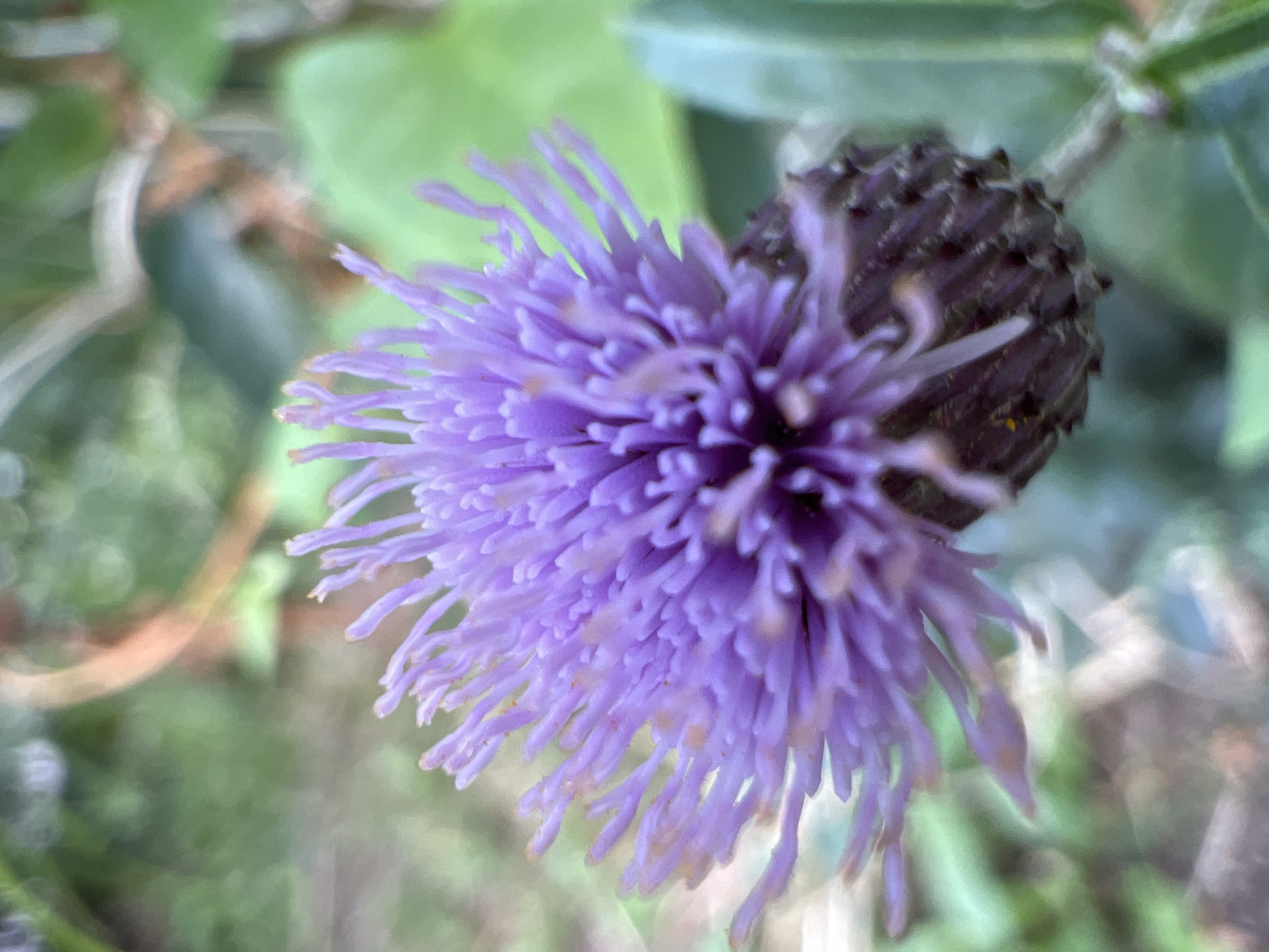 This is a close-up, eye-level, vertical shot of a purple thistle flower. The flower is in focus, with its spiky petals radiating outward from a dark, textured center. The background is blurred, featuring shades of green and brown, suggesting a natural outdoor environment. There is no indication of any specific location in Moscow, Russia, or any people or actions.