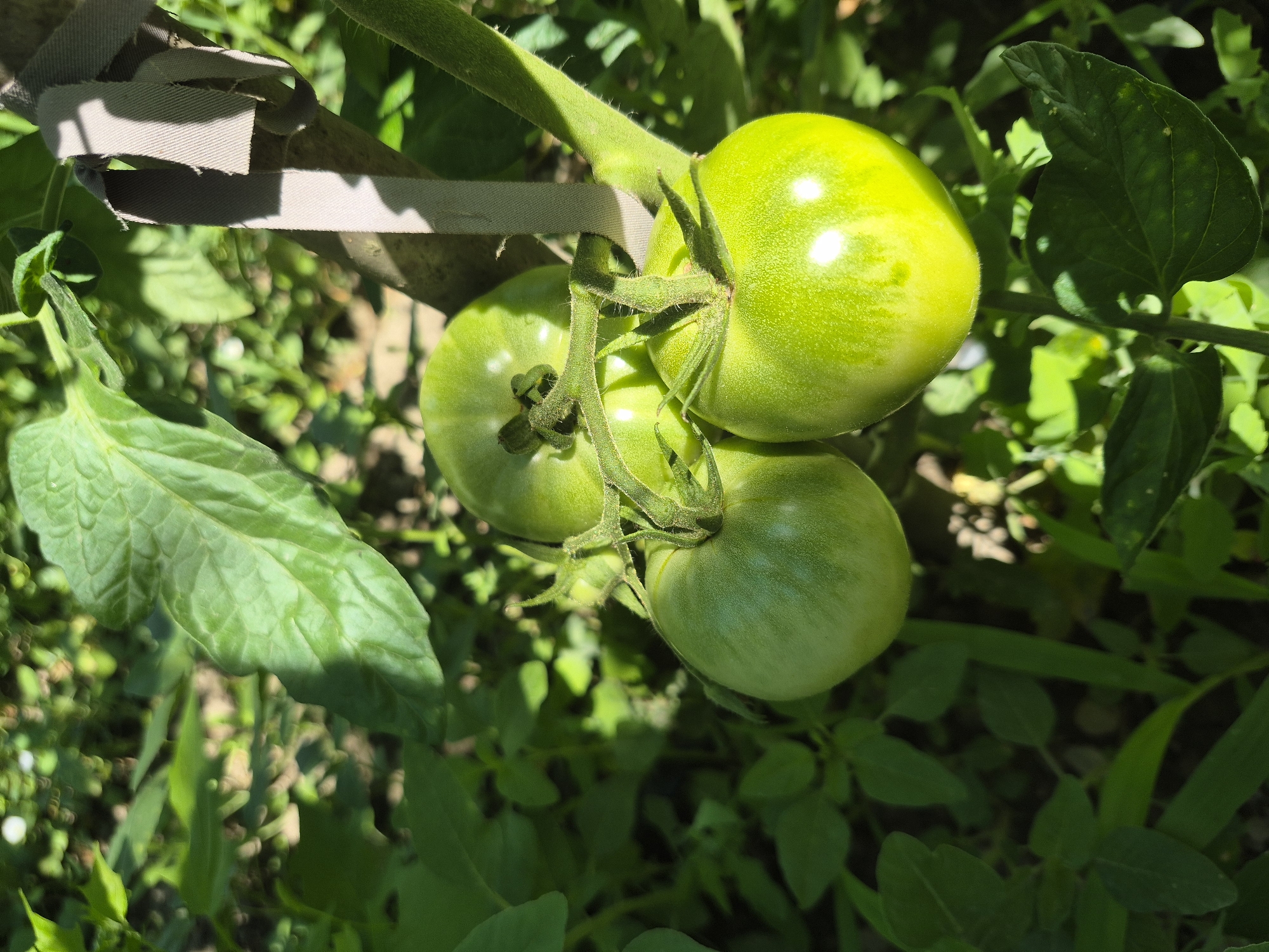 A close-up, high-angle shot captures three unripe green tomatoes on a vine, bathed in sunlight. The tomatoes are clustered together, with one prominent in the foreground, reflecting the bright light. The surrounding foliage is lush and green, with some leaves casting shadows on the tomatoes and the ground below. A grey fabric tie is visible, securing the plant to a support stake. The scene appears to be in a garden setting.