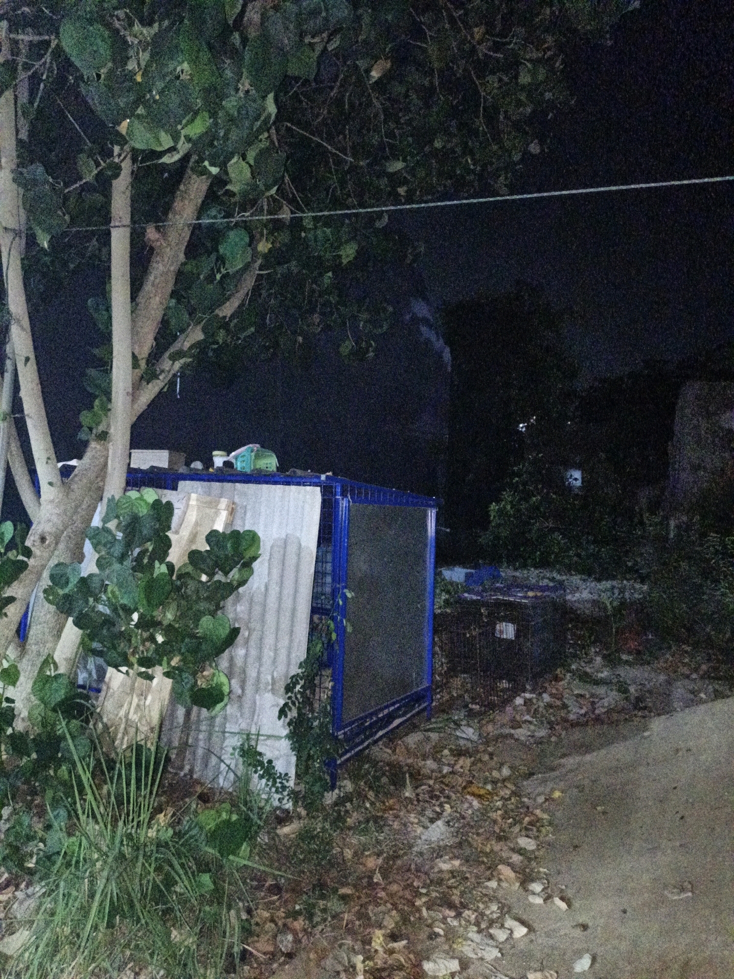In Cikal, Indonesia, at night, a scene unfolds near a large tree with light-colored bark and dense green foliage. To the right of the tree, a structure with a blue metal frame and corrugated metal siding stands. On top of this structure, several items are visible: a white box, a small green container, and a white bottle. Adjacent to this structure, a black cage or bin sits on the ground. The ground itself is covered in a mix of dirt, leaves, and debris. In the background, dark foliage and shadowy structures are present, with a faint horizontal line appearing in the upper portion of the image.