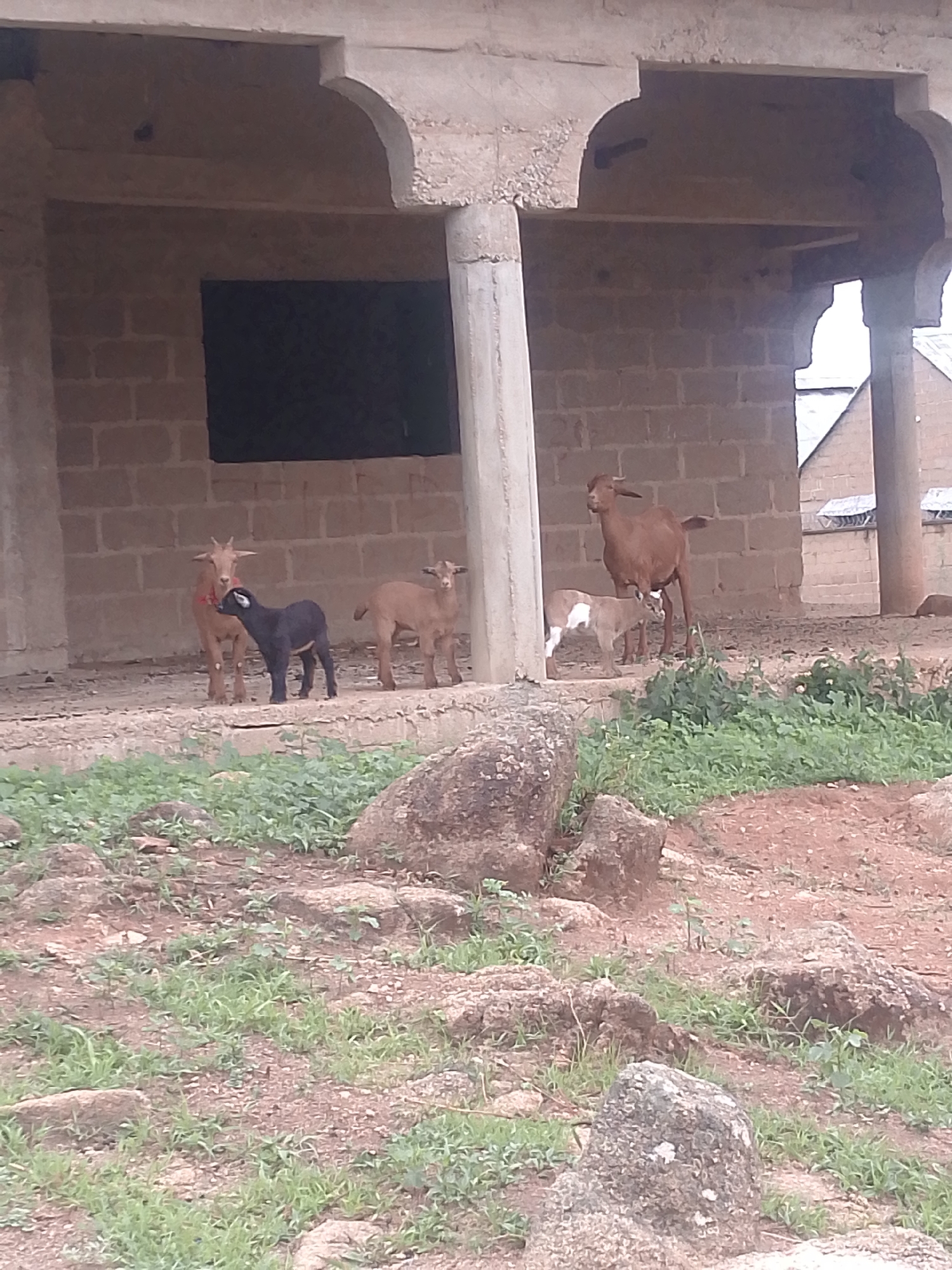 The scene appears to be located in a rural area, possibly near or within the city of Unknown, Unknown. An unfinished concrete structure with archways supports the upper level. A group of goats is visible. There are a tan-colored goat with a red collar, a black kid, and another tan goat standing on a raised platform. Behind them are two more goats and some weeds are between them and the camera. The foreground consists of rocky, uneven terrain covered with sparse green vegetation.